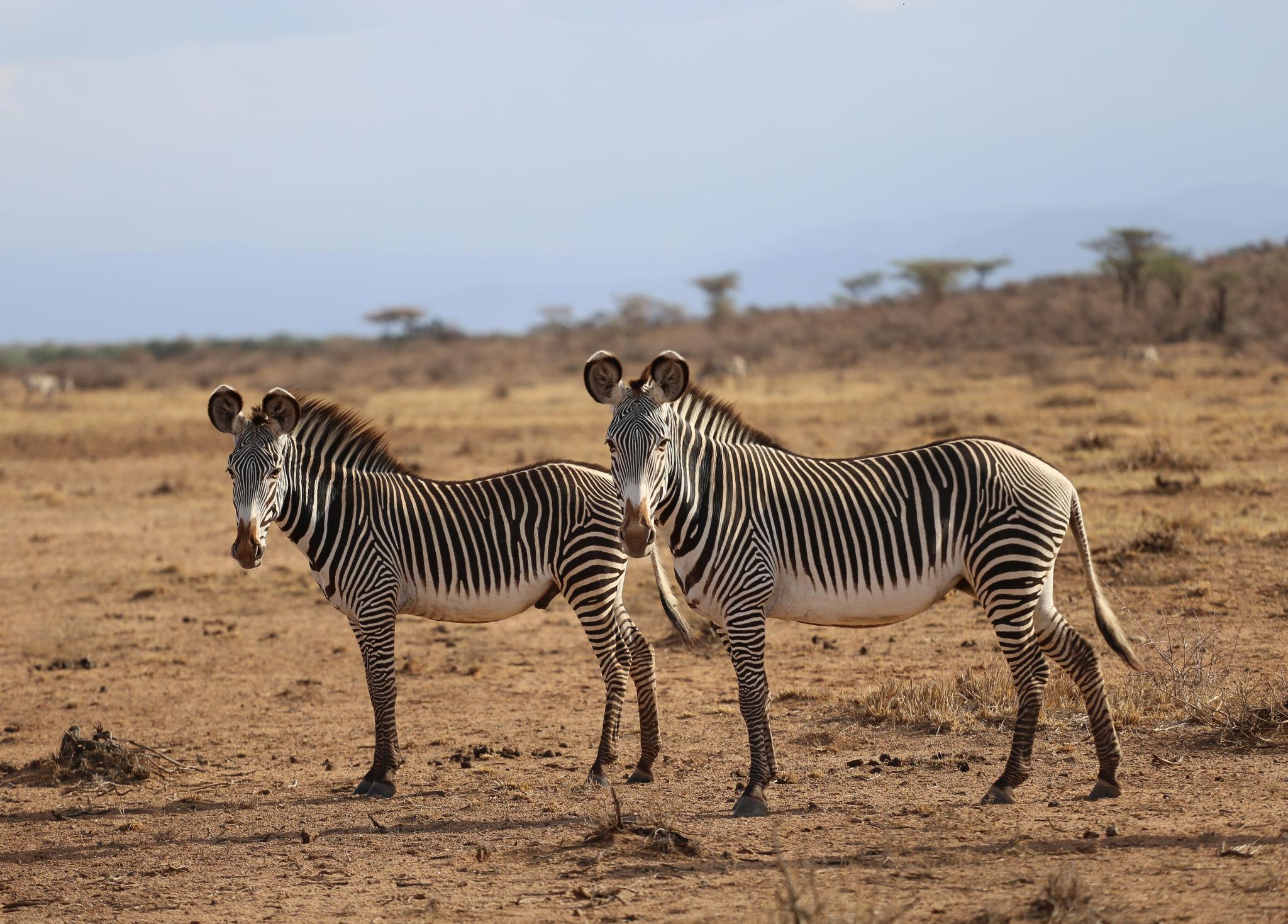 samburu-national-reserve-kenya