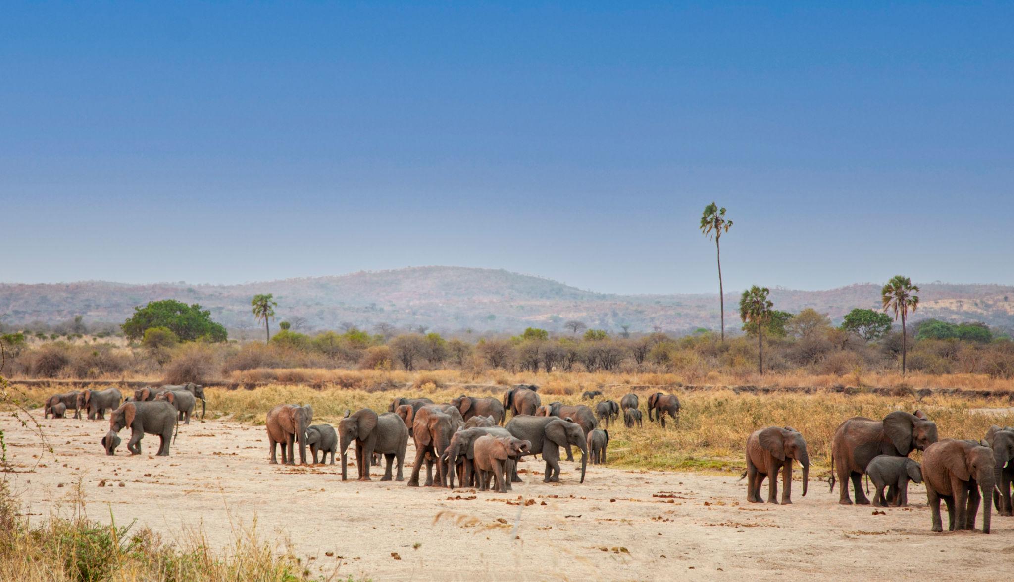 samburu-national-reserve-kenya
