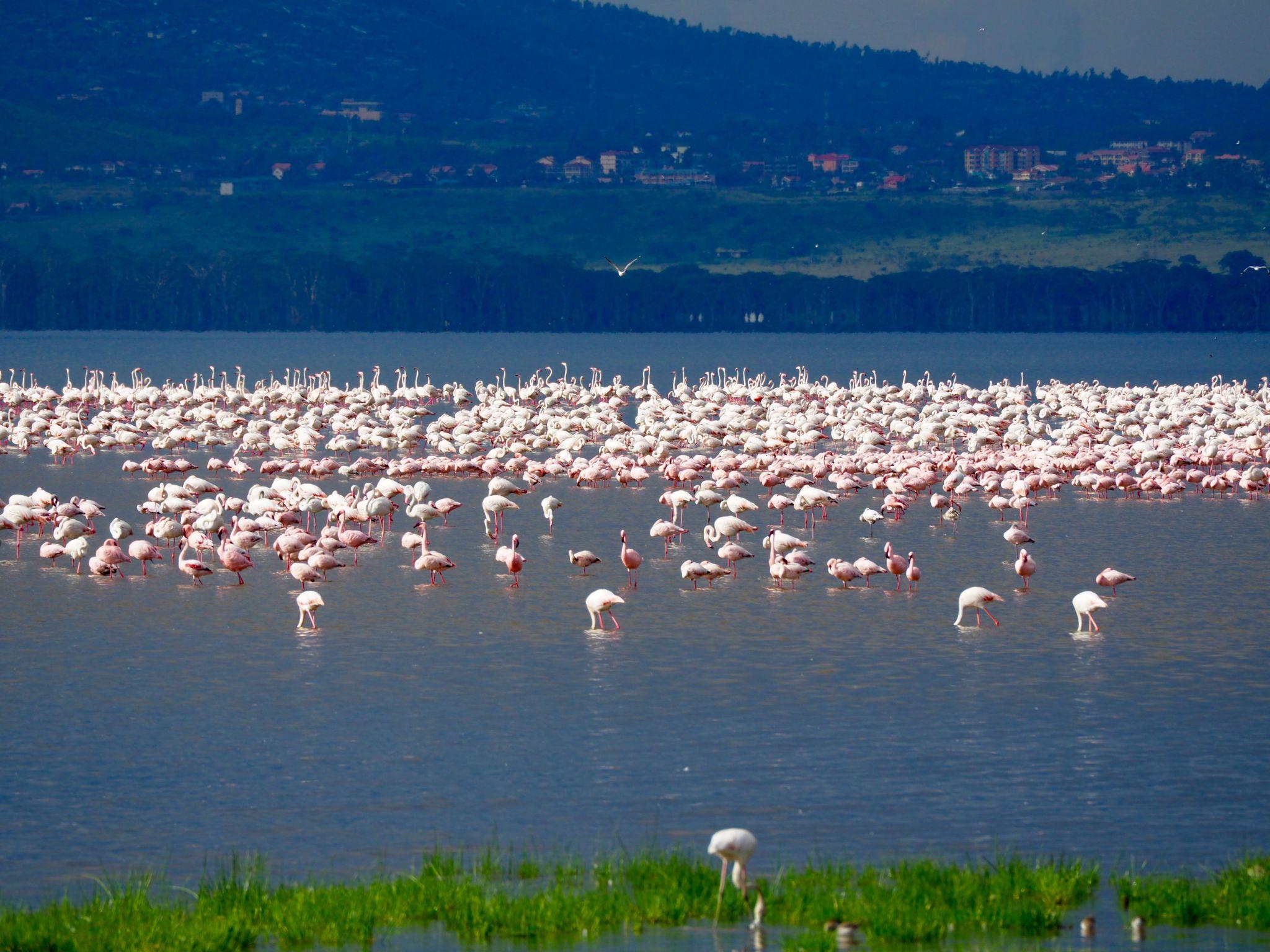 Lake Nakuru National Park Day Trip Safari from Nakuru (2026) – Rhino & Flamingo Experience