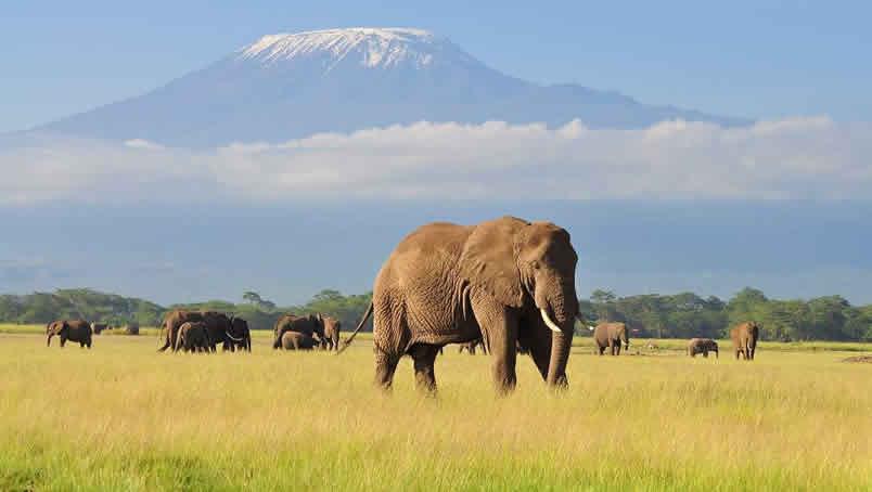 2 Days Amboseli Safari from Nairobi – Kilimanjaro Views & Big Elephant Herds.
