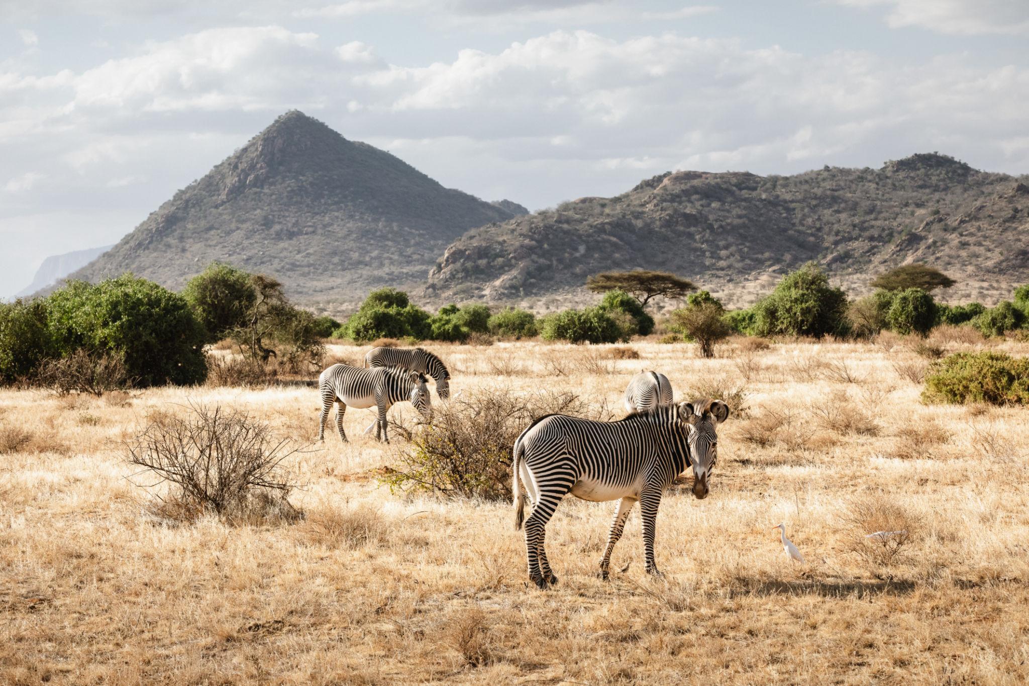 3 Days Samburu National Reserve Safari from Nairobi – Rare Wildlife & Northern Kenya Experience (2026)