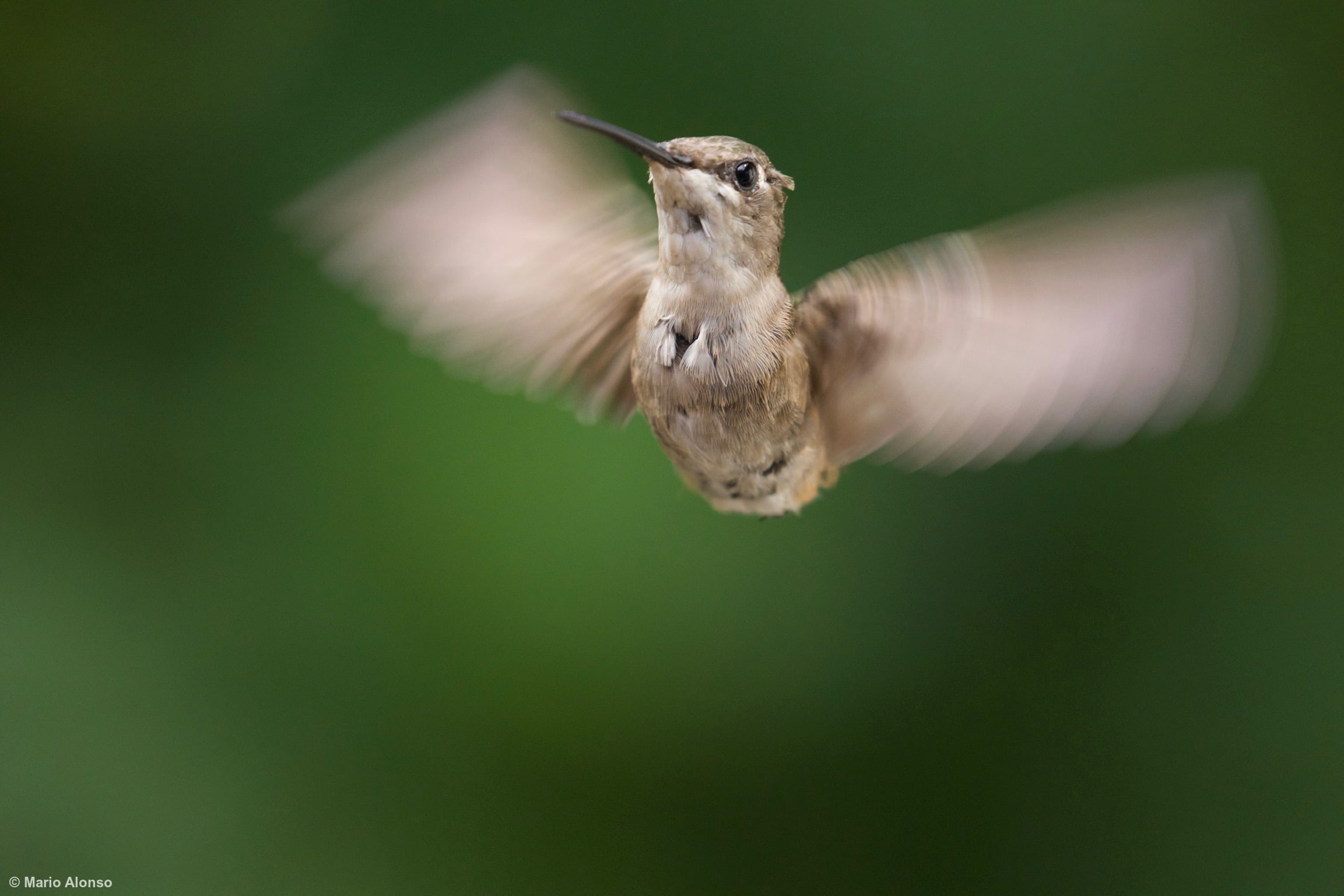 Ruby-throated Hummingbird in Flight