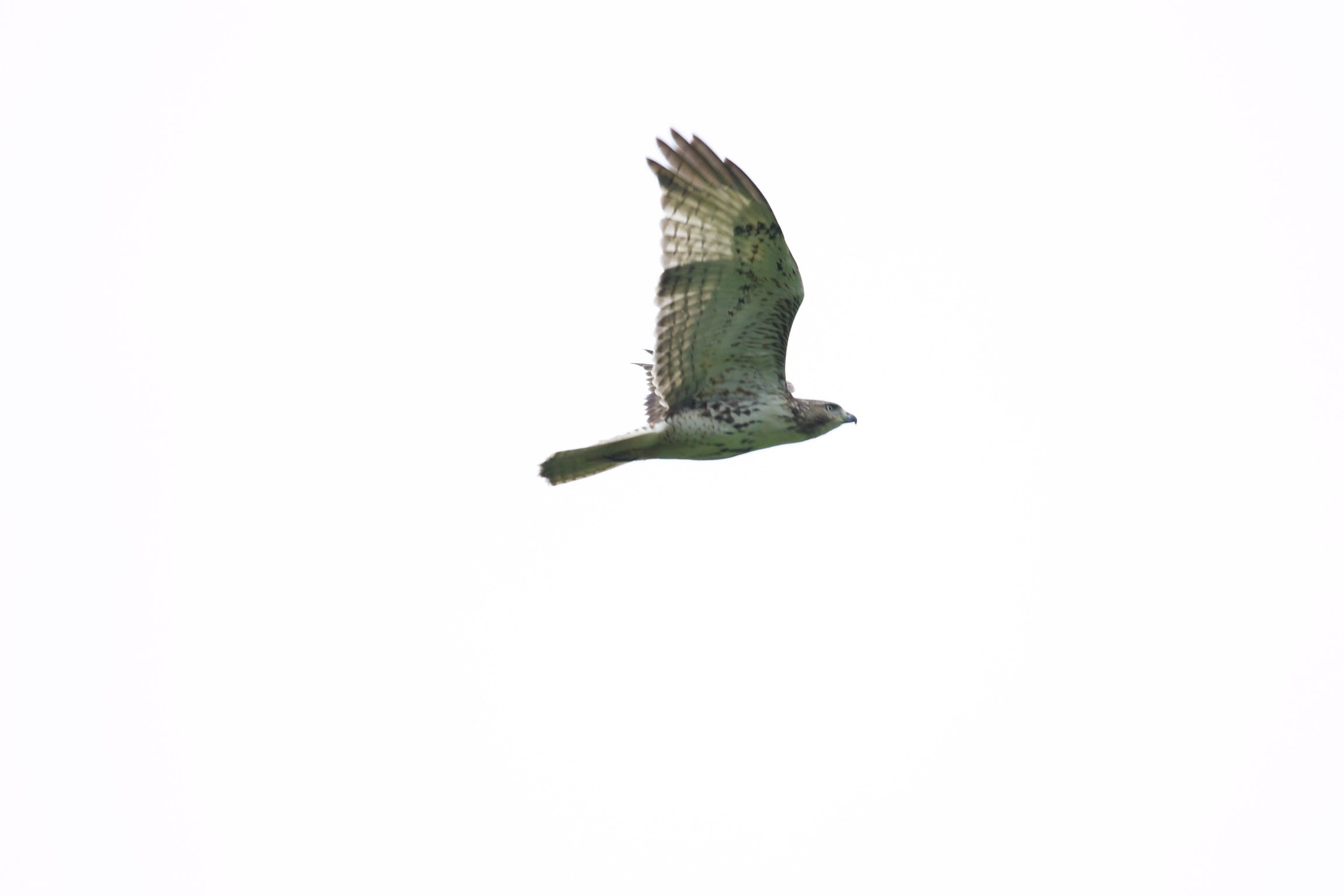 Red-shouldered Hawk Soaring