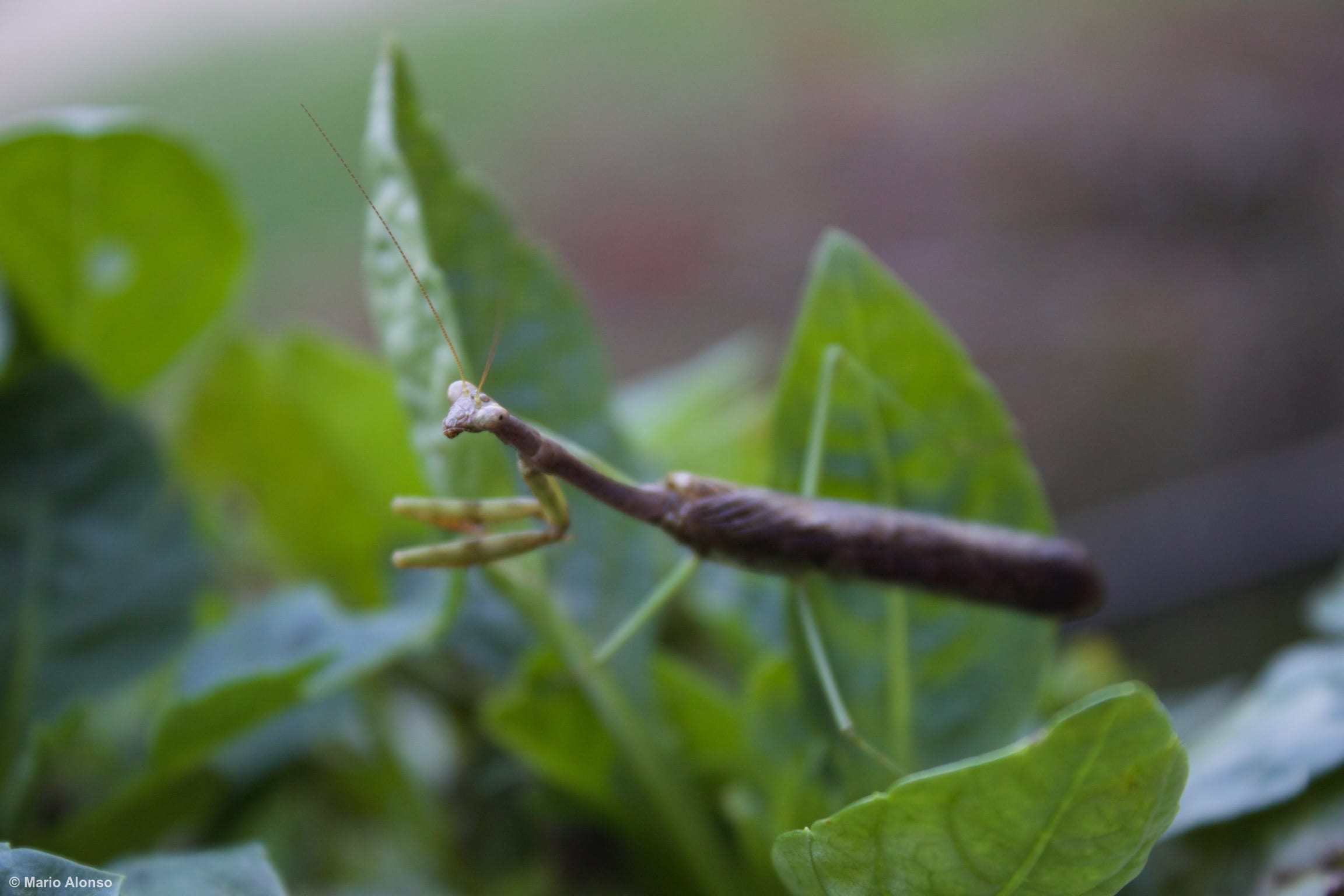 Carolina Mantis in the Garden