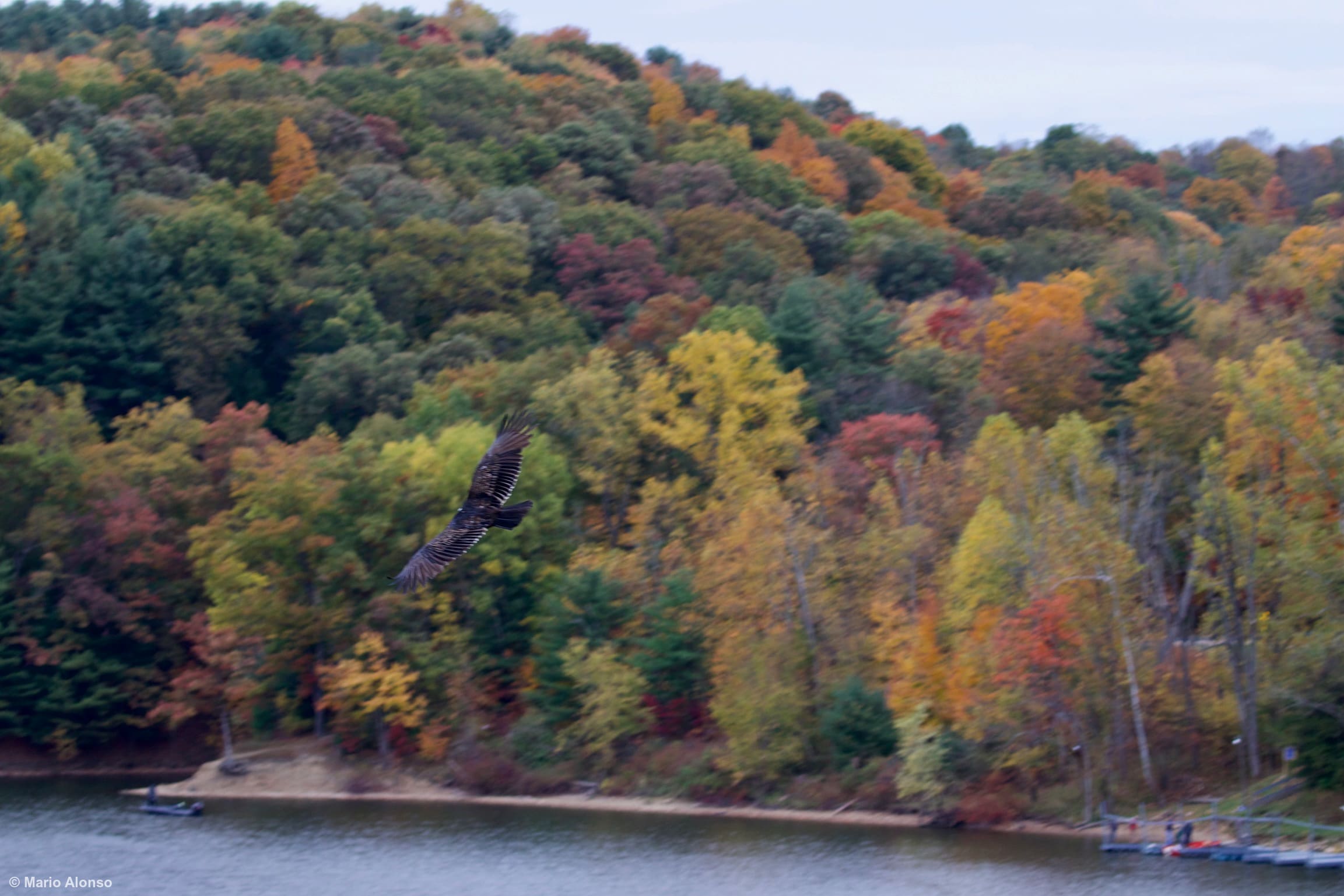Turkey Vulture Over Autumn Forest