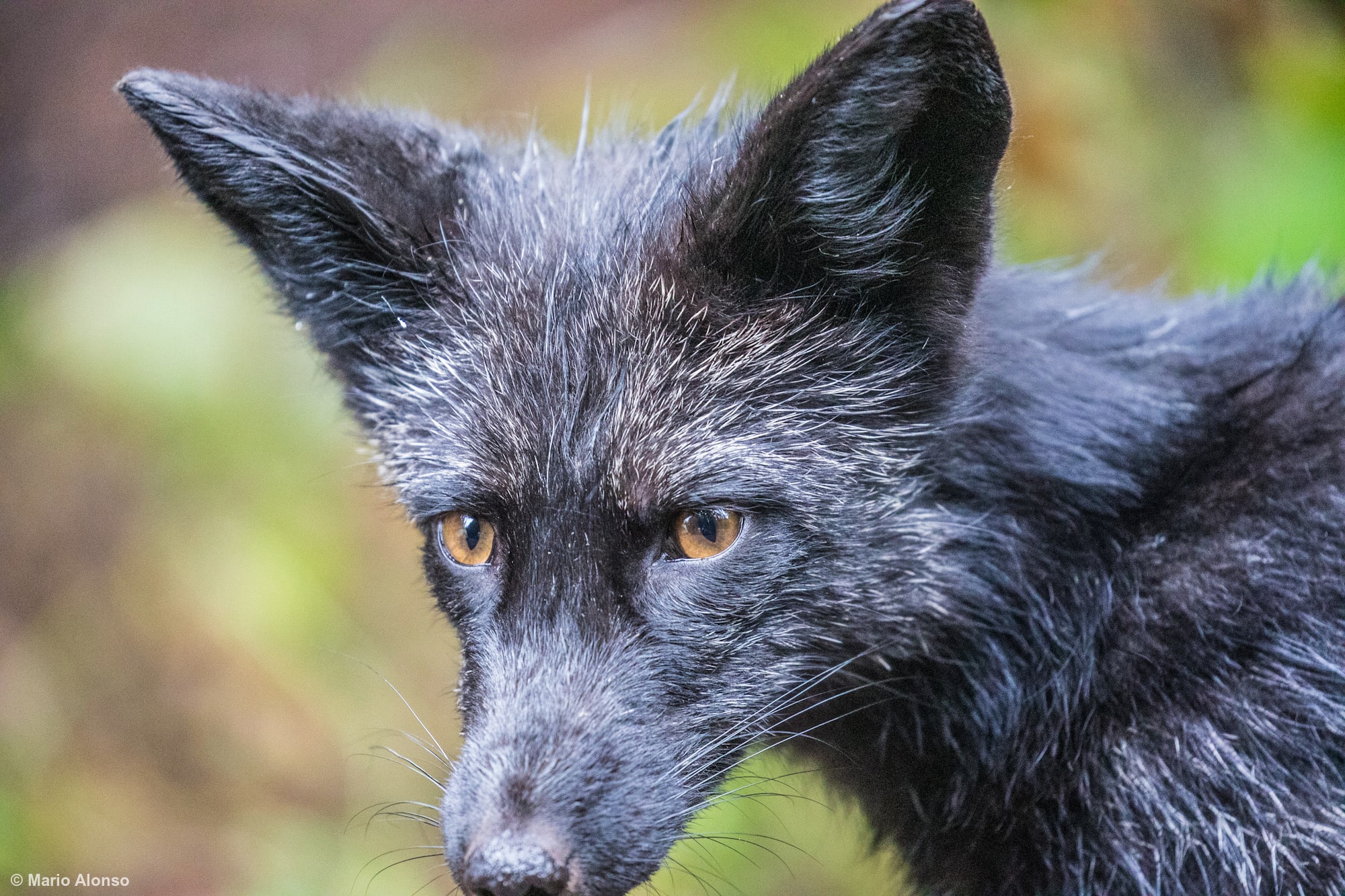 Silver fox (aka black fox) close up. Melanistic