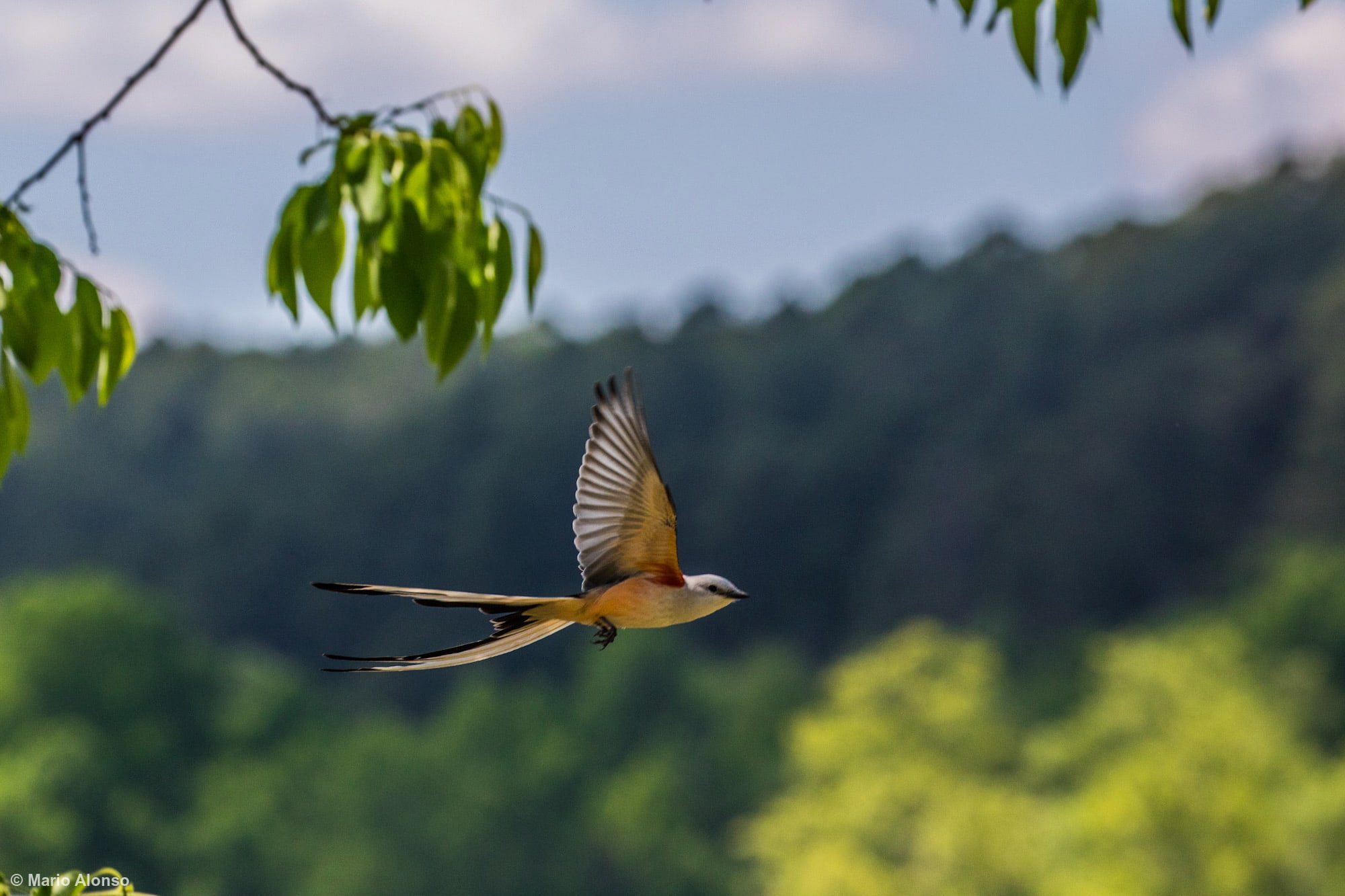 Scissor-tailed Flycatcher