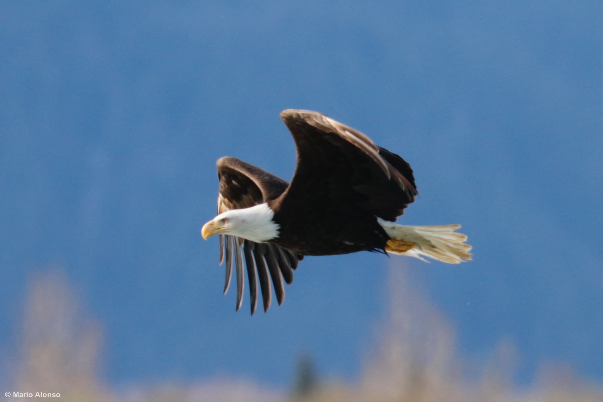 Bald Eagle 3
