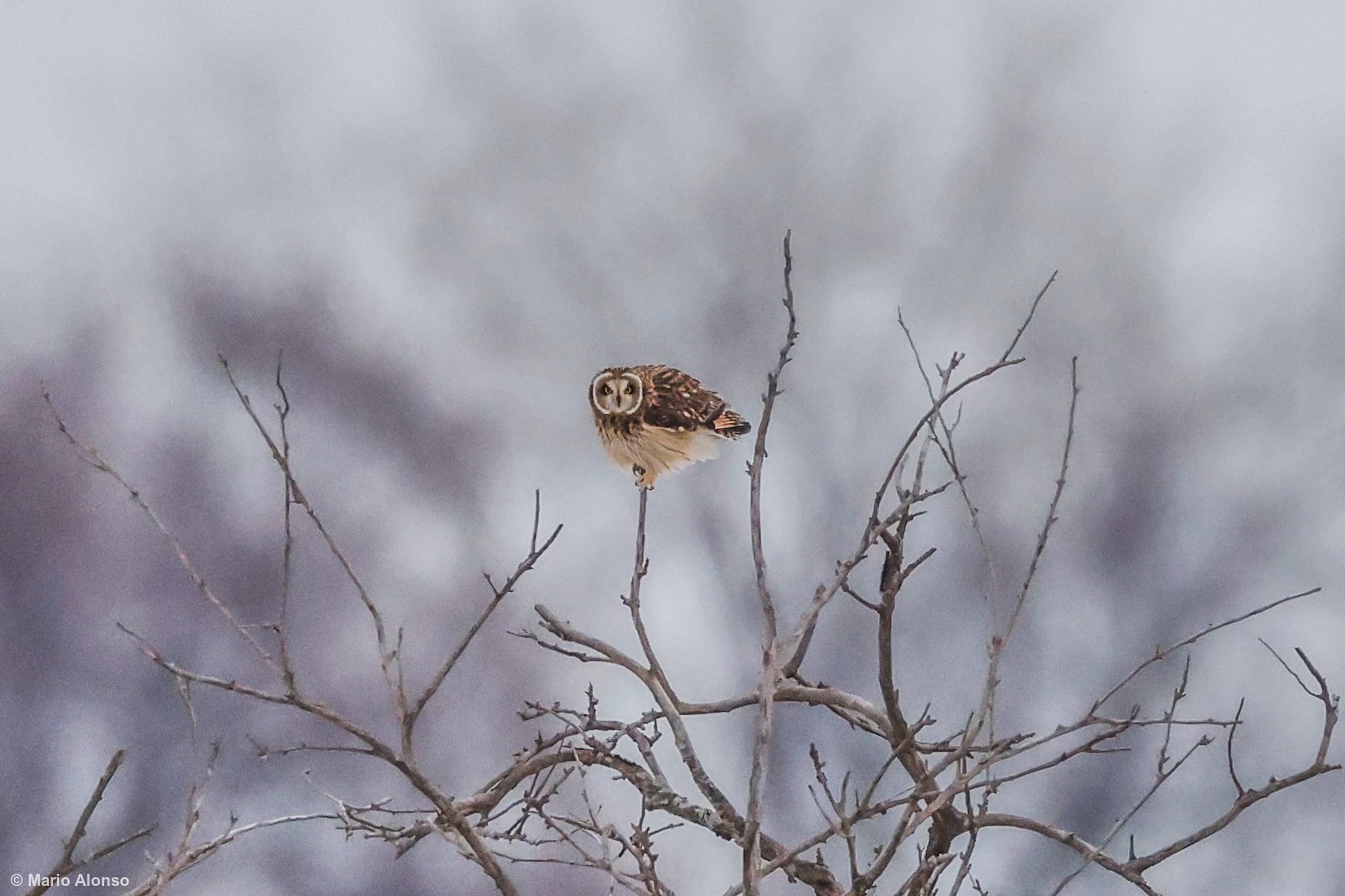 Short-eared Owl Portrait