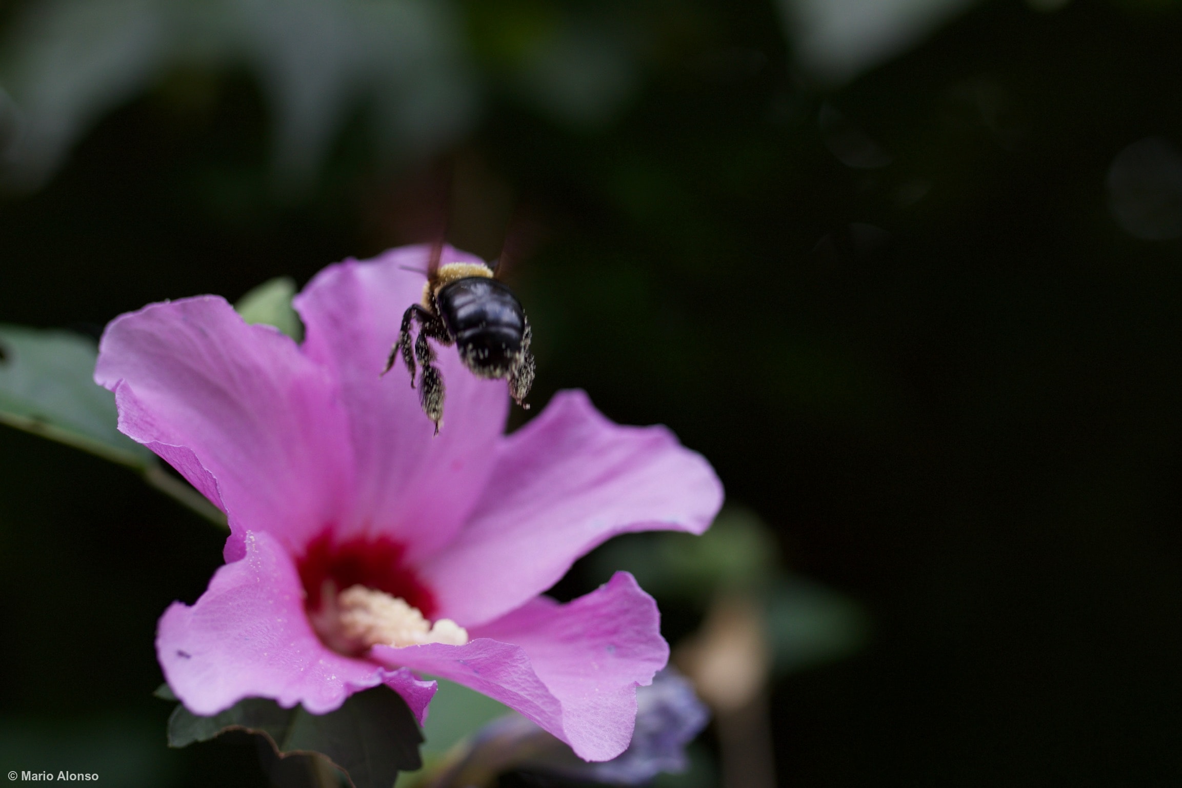 Bumblebee Over Flower