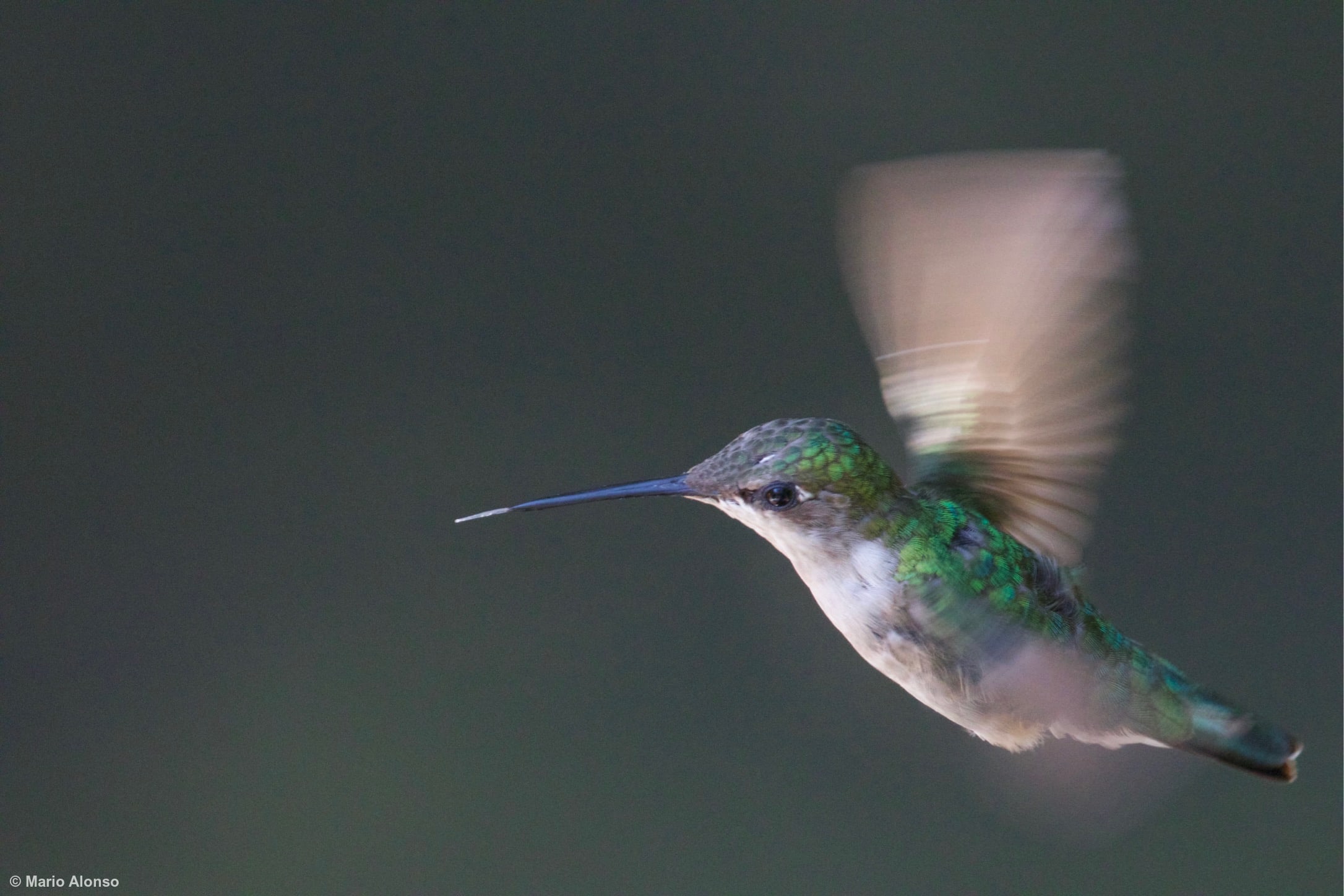 Hummingbird Tongue Out