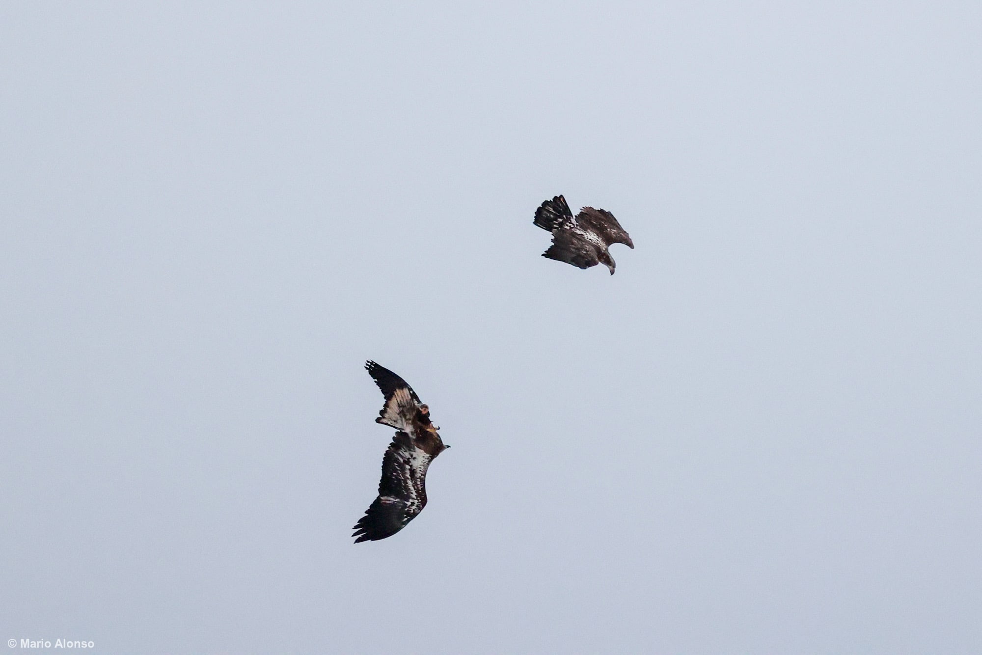 Juvenile Bald Eagles Aerial Play