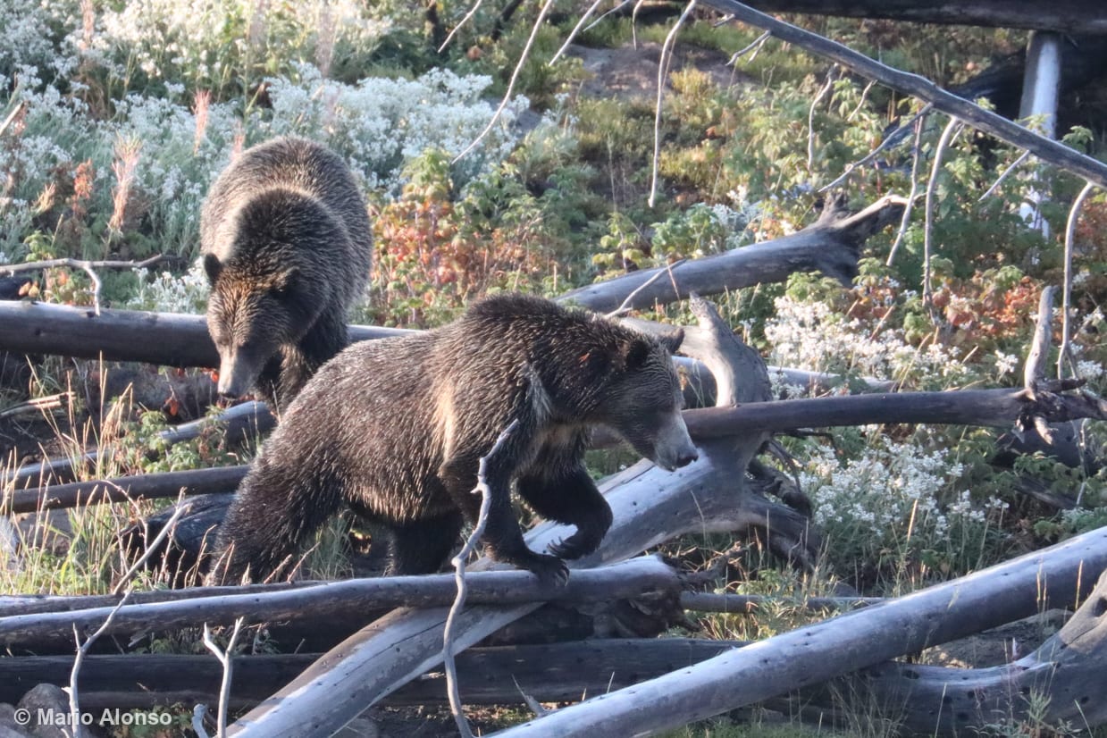 Grizzly Mother and Daughter