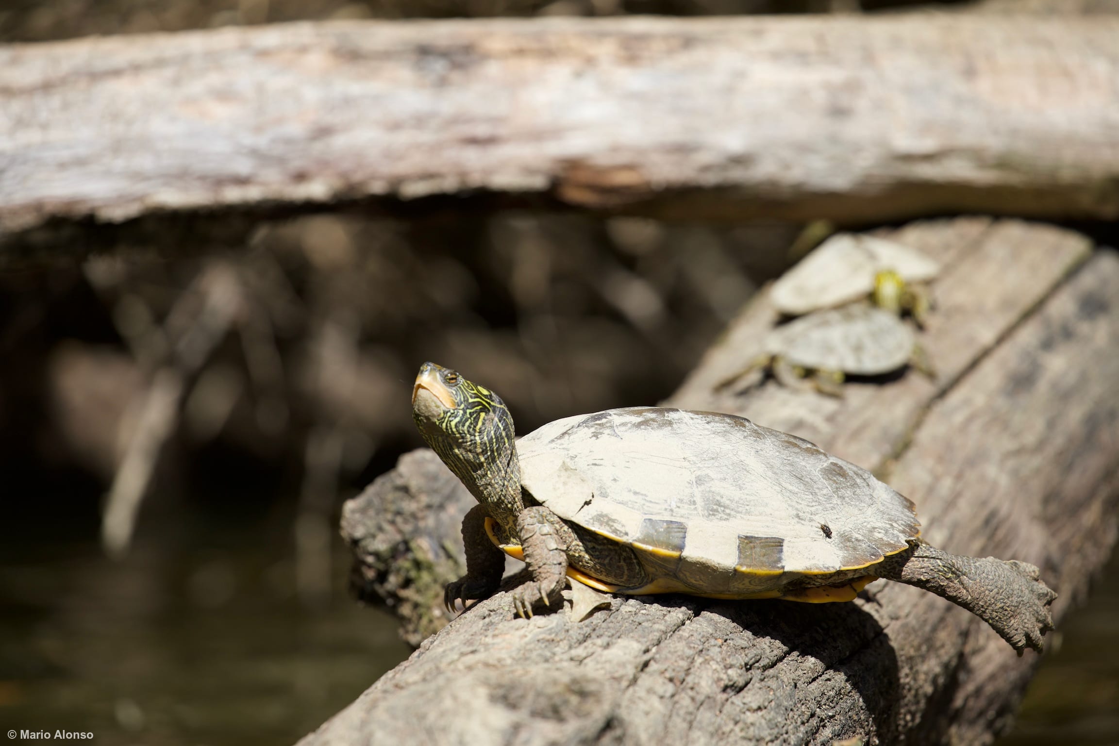 Painted Turtle Basking