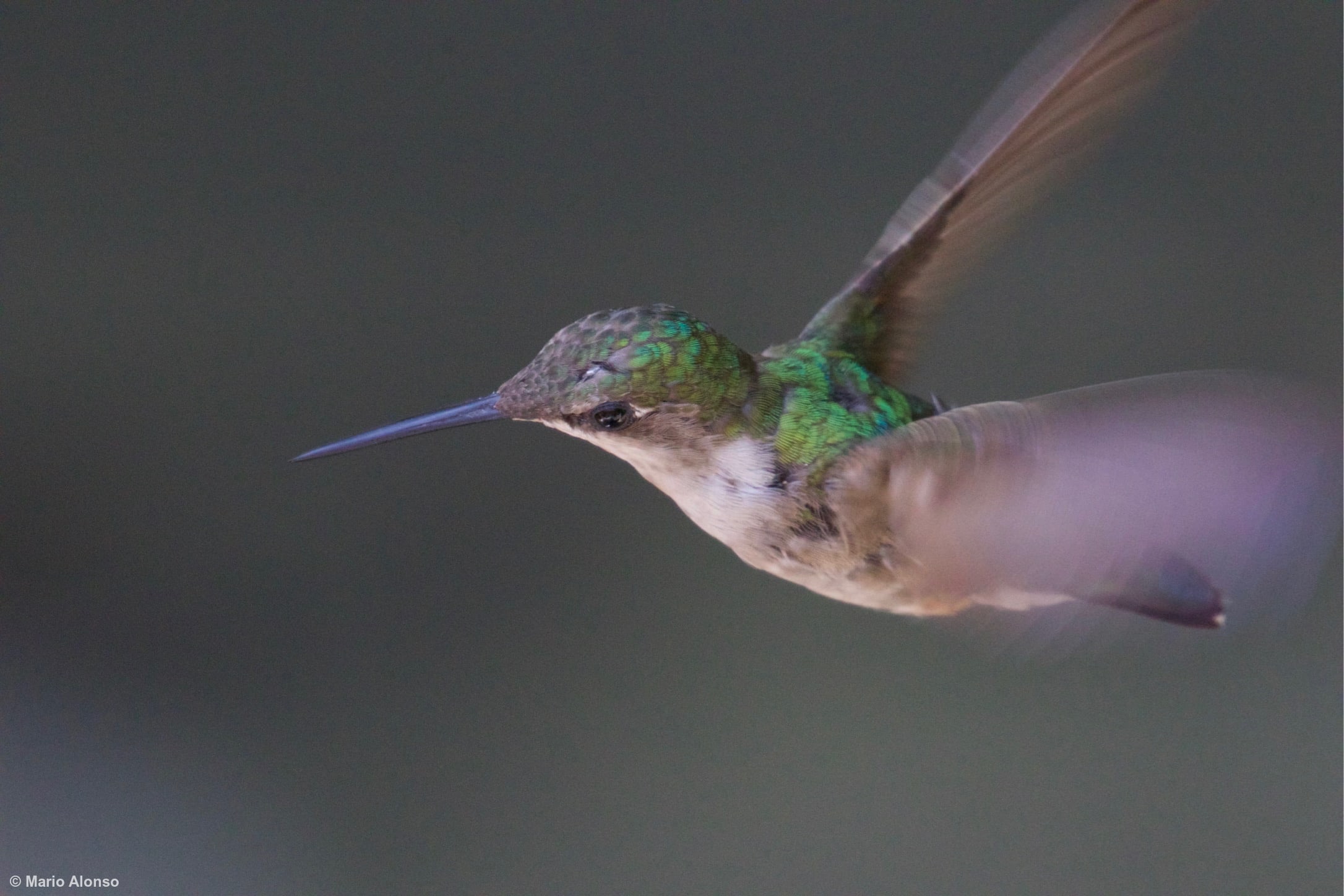 Ruby-throated Hummingbird at the Feeder