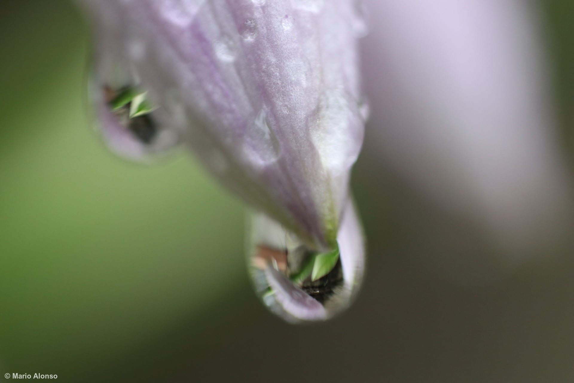 Water Droplets on Hibiscus Bud