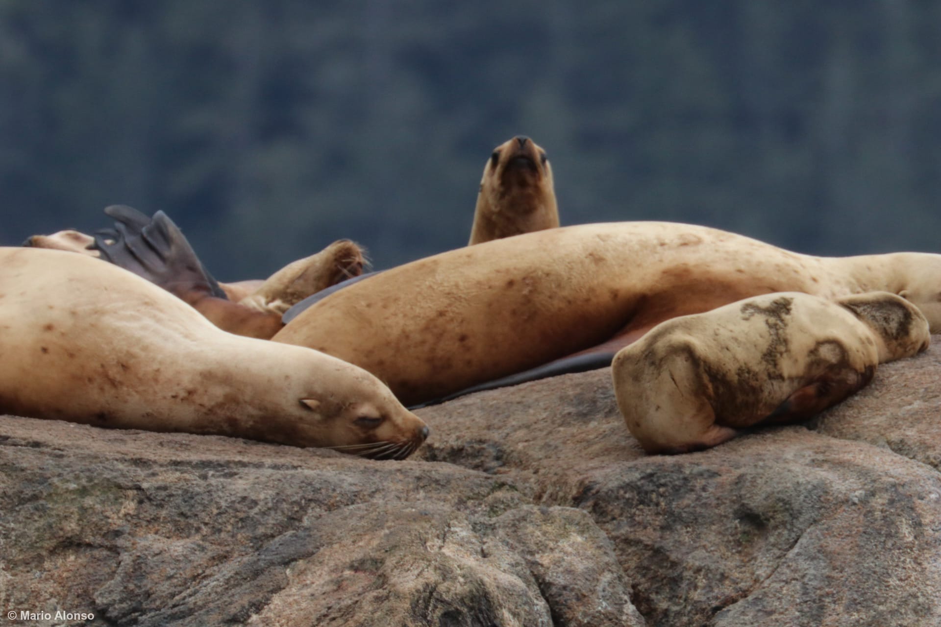 Steller Sea Lions Sunbathing