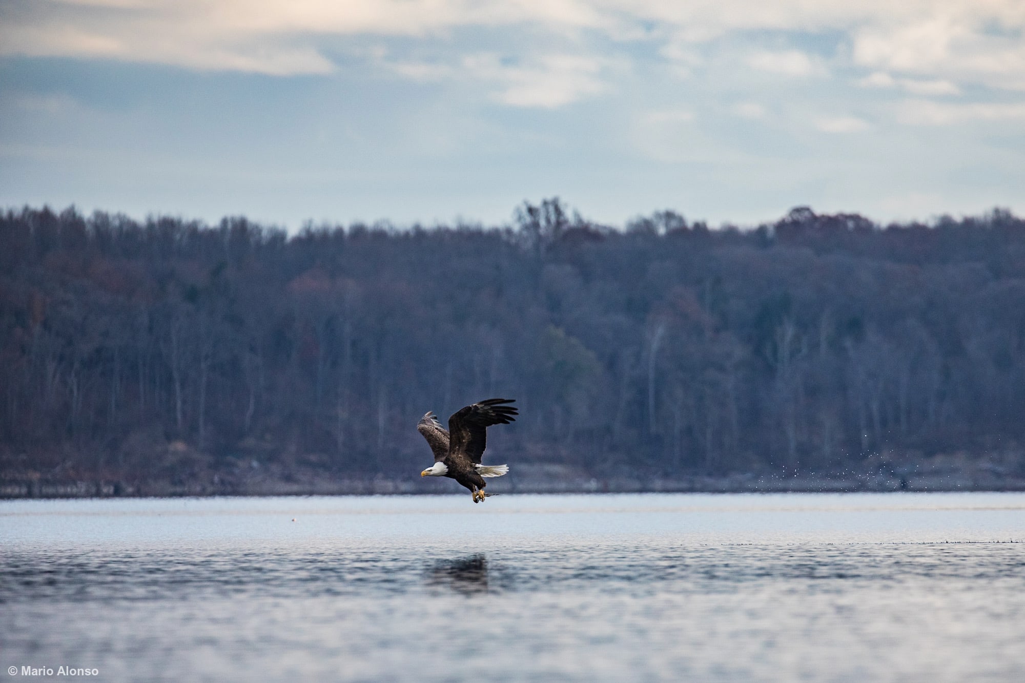 Bald Eagle Fishing Dive