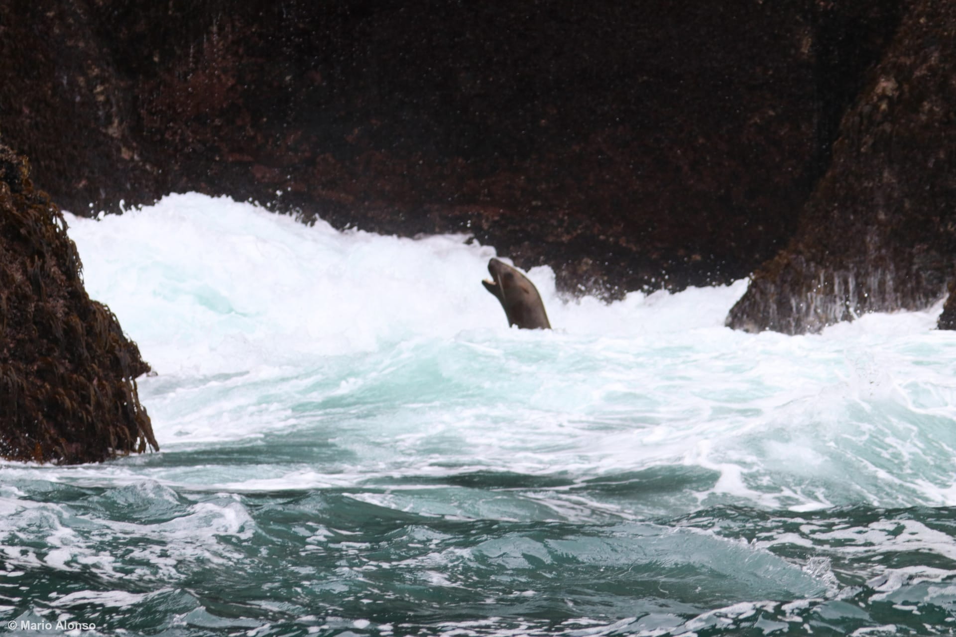 Steller Sea Lion in the Surf