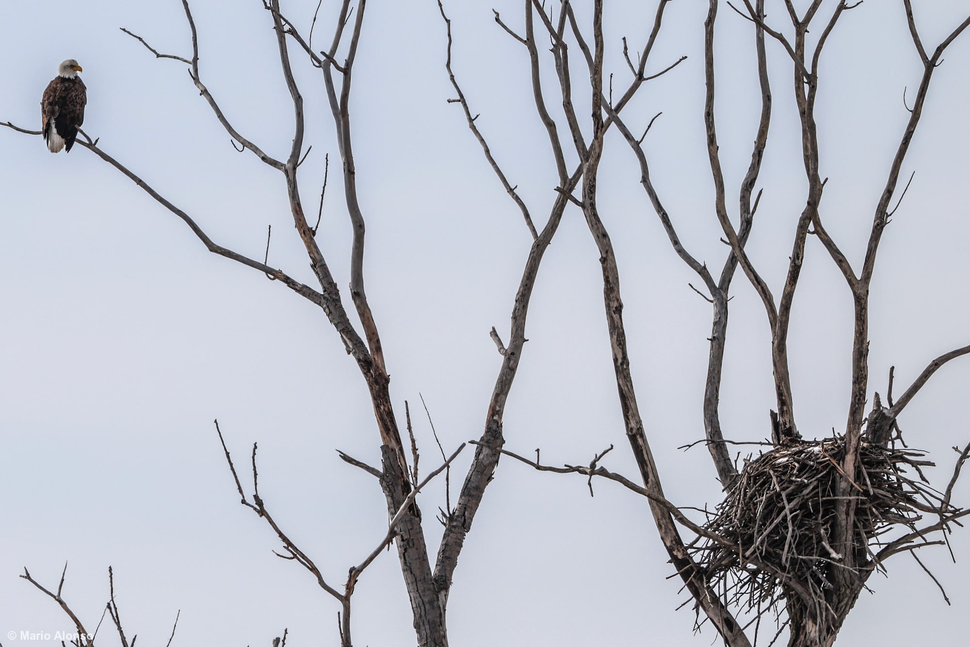 Bald Eagle at Her Nest