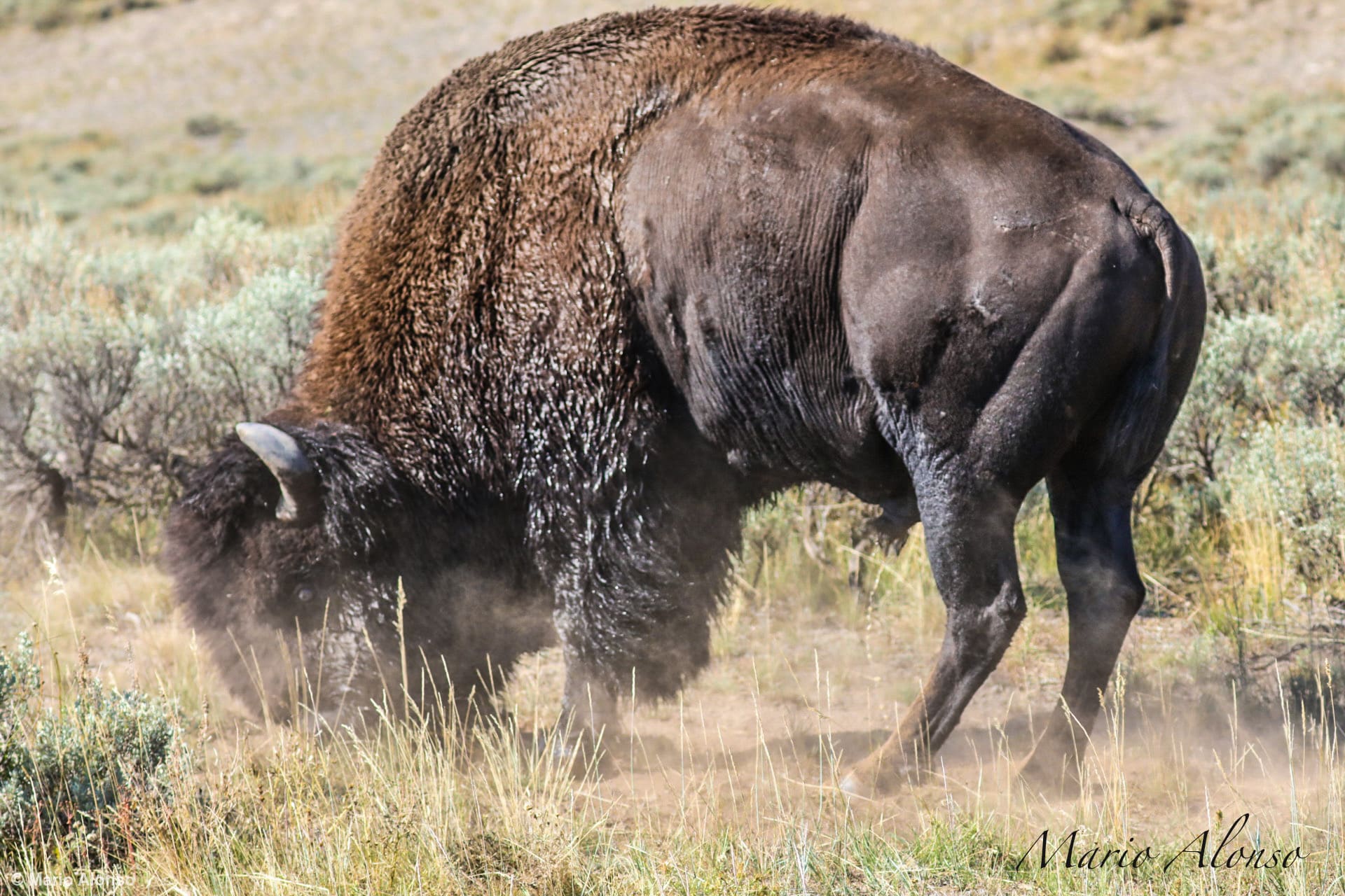 Bison Rutting Behavior