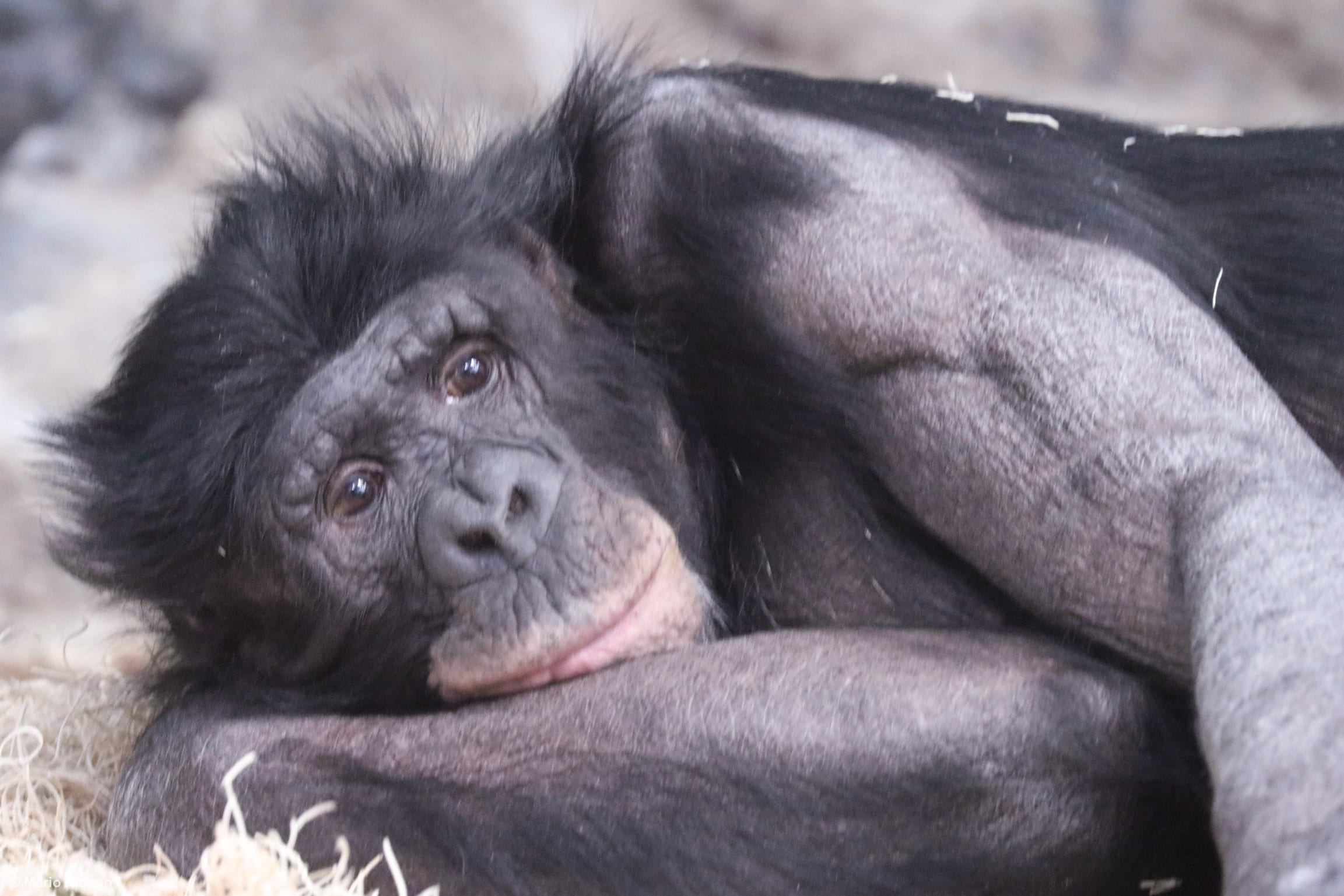 Bonobo's Gaze