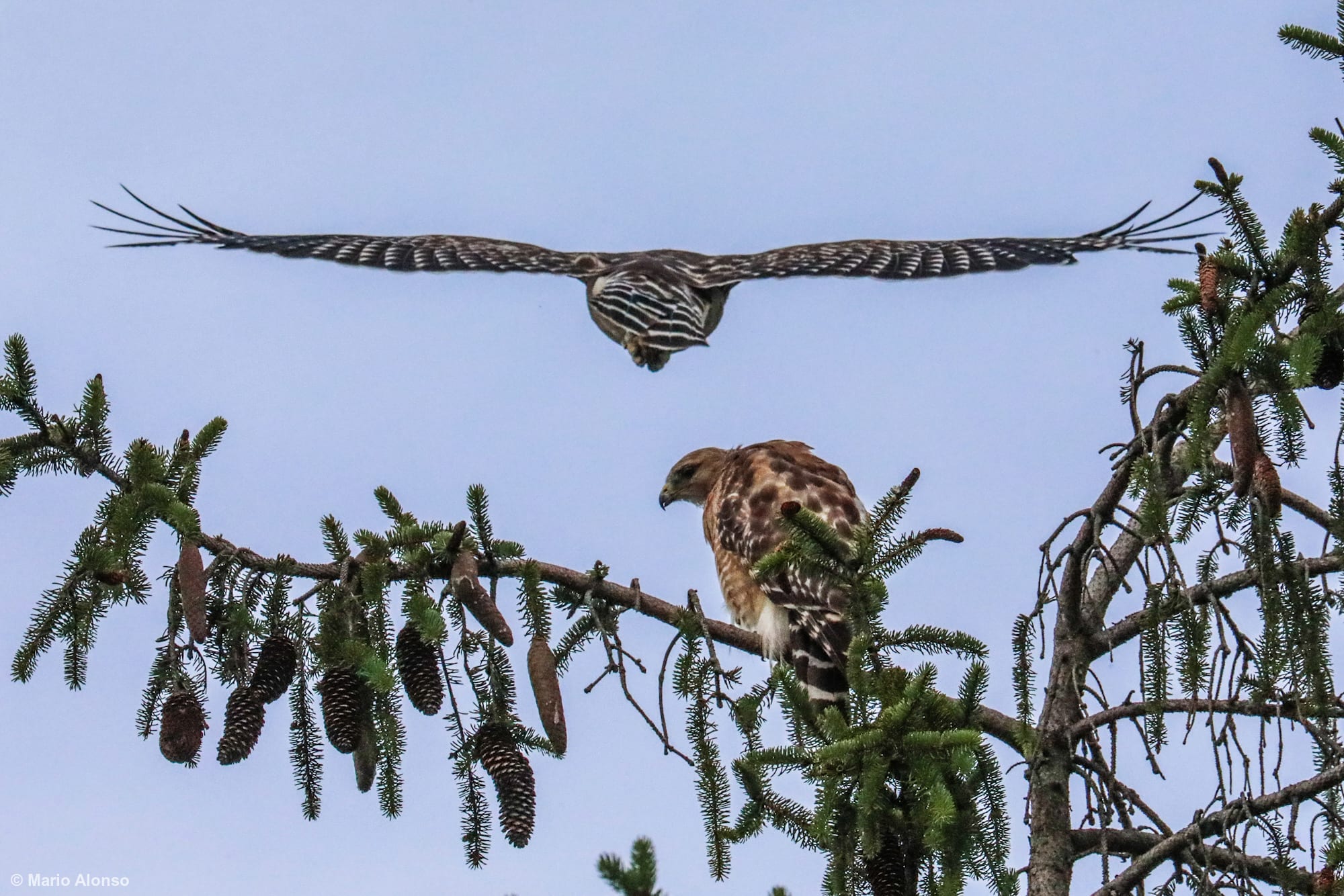 Red-shouldered Hawk Pair at Nest
