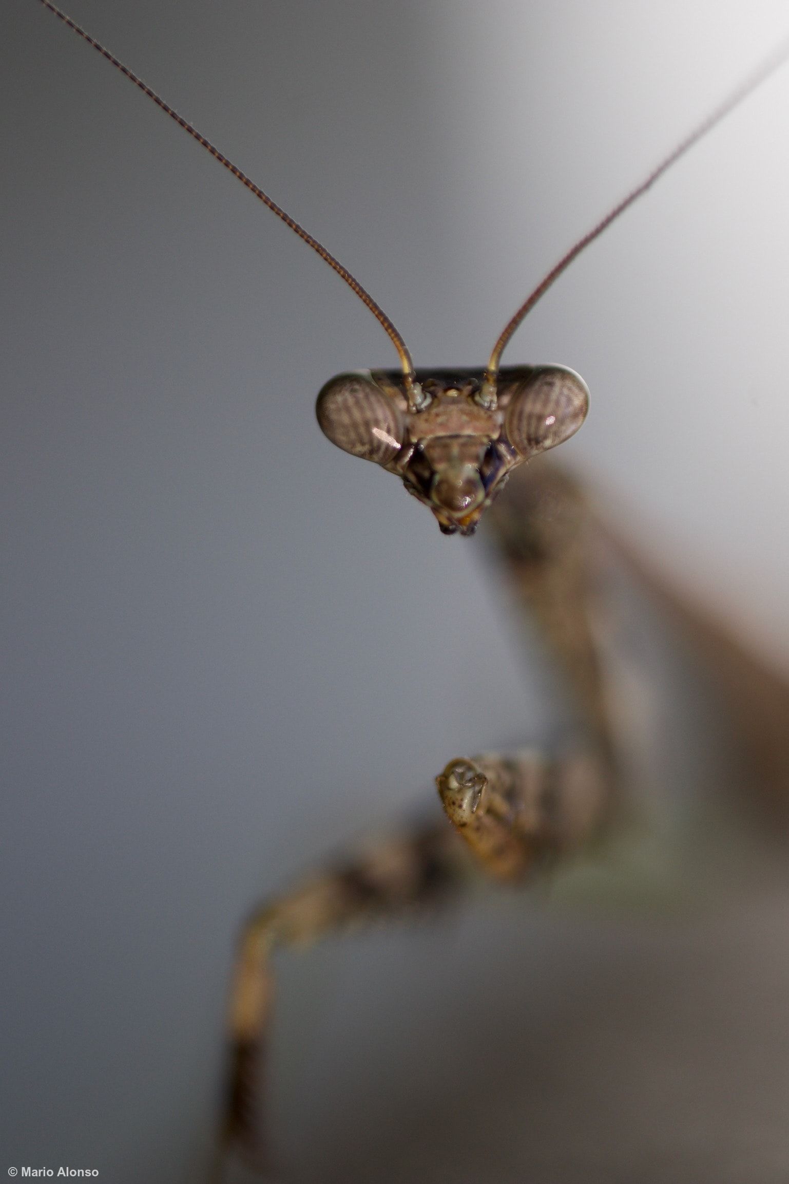 Praying Mantis Portrait