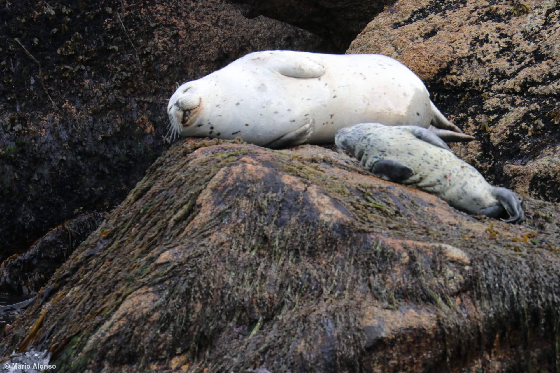 Harbor Seal Mother and Pup