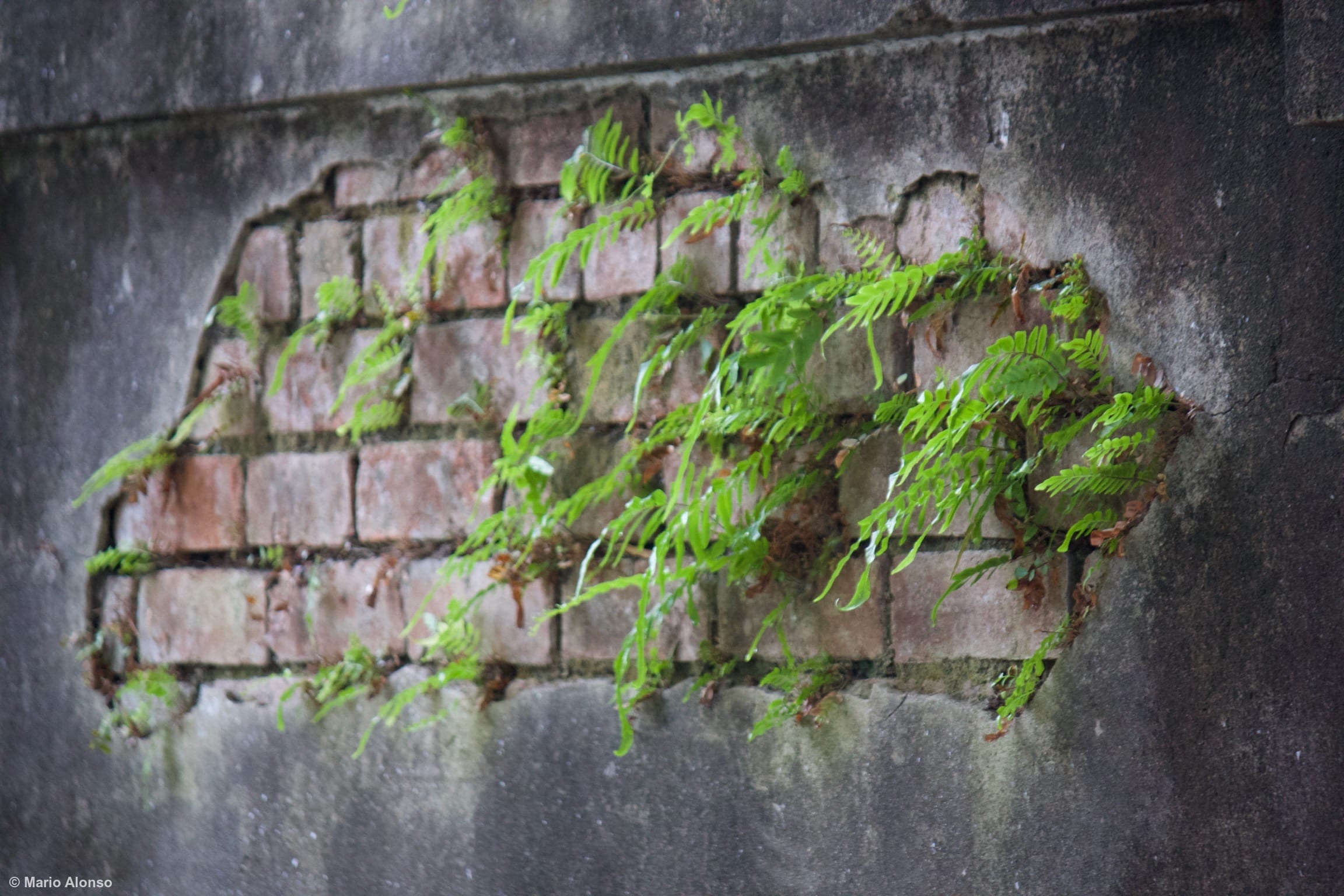 Ferns Reclaiming the Wall