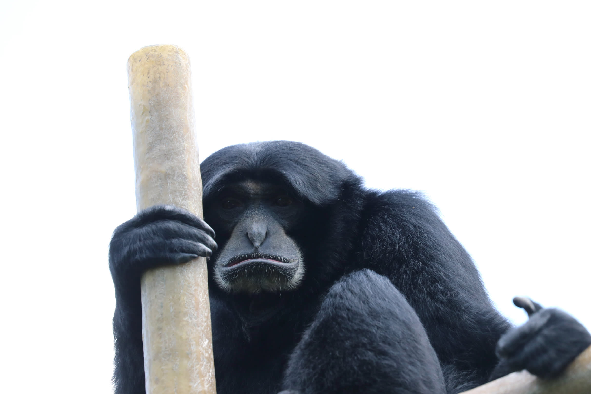 Siamang Gibbon