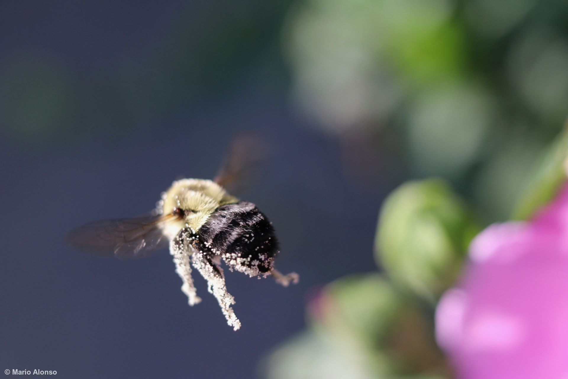Bumble bee in Flight