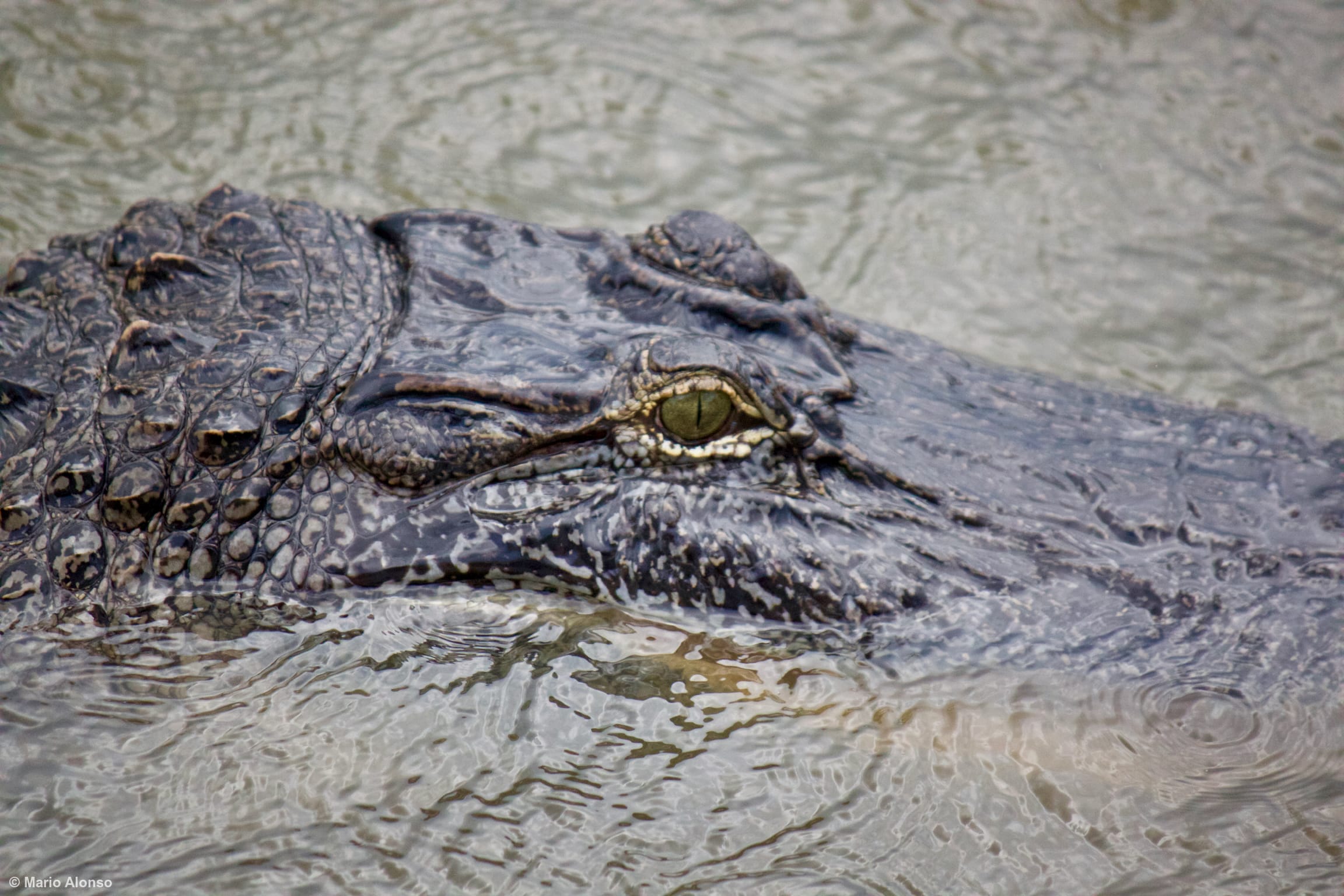 American Alligator Swimming