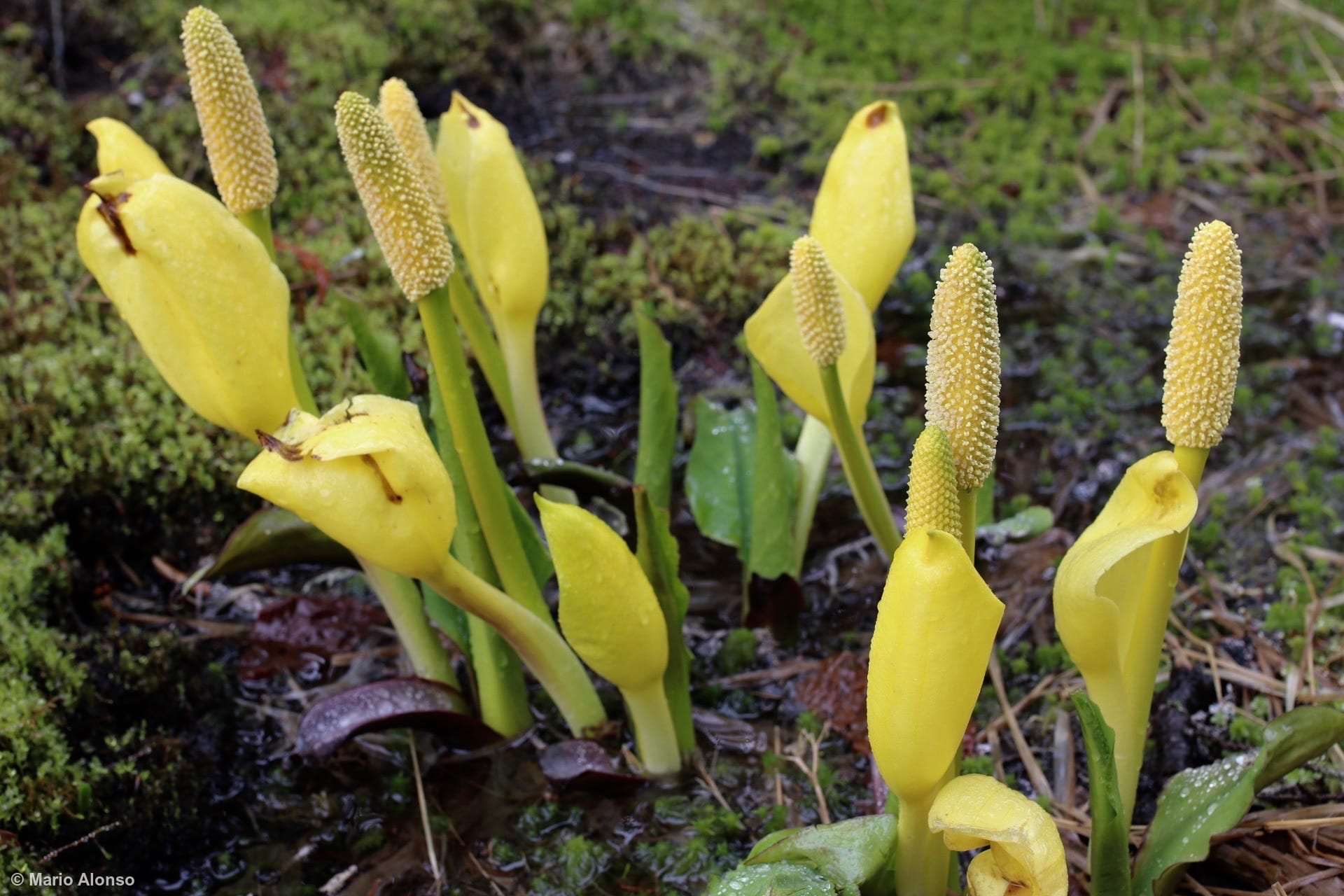 We found these skunk