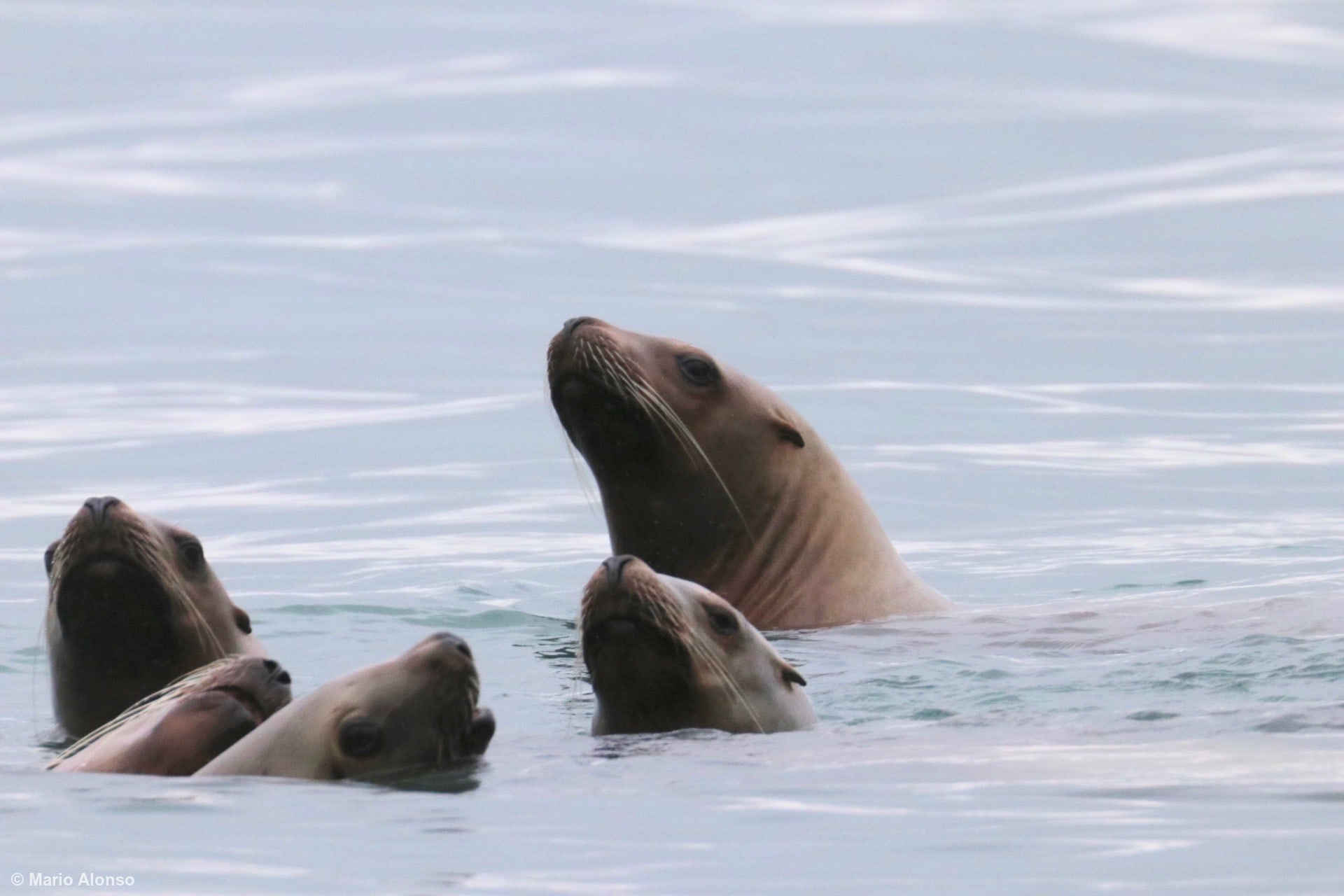 Steller Sea Lion