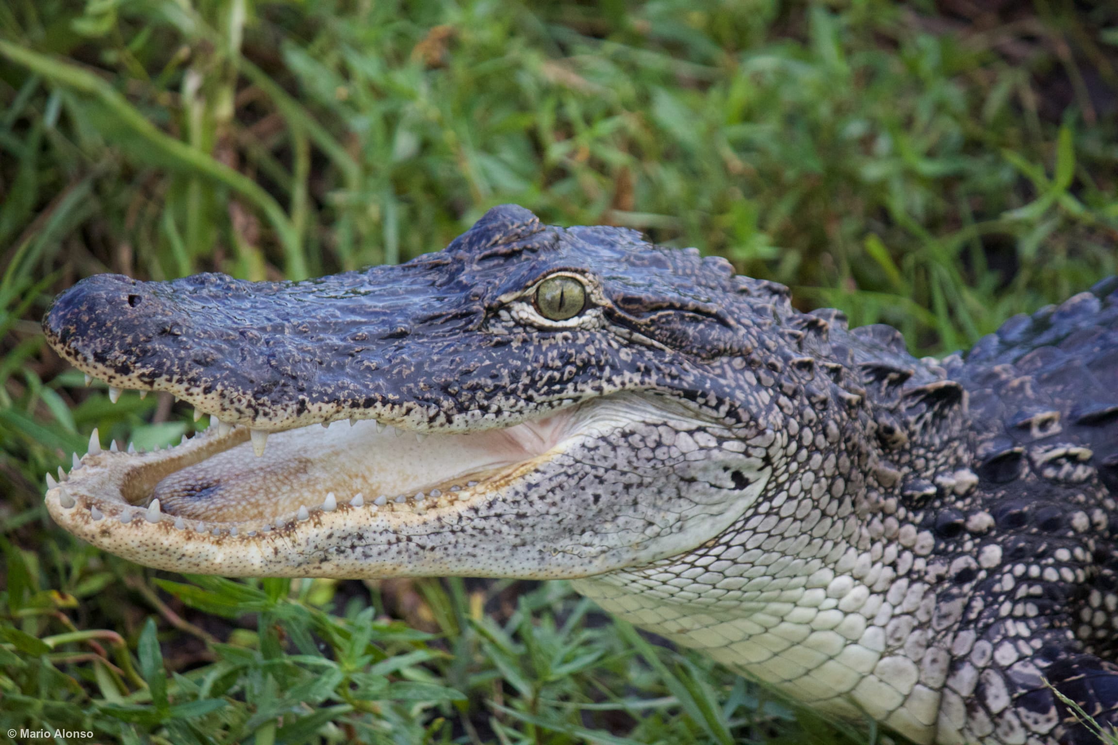 American Alligator 2