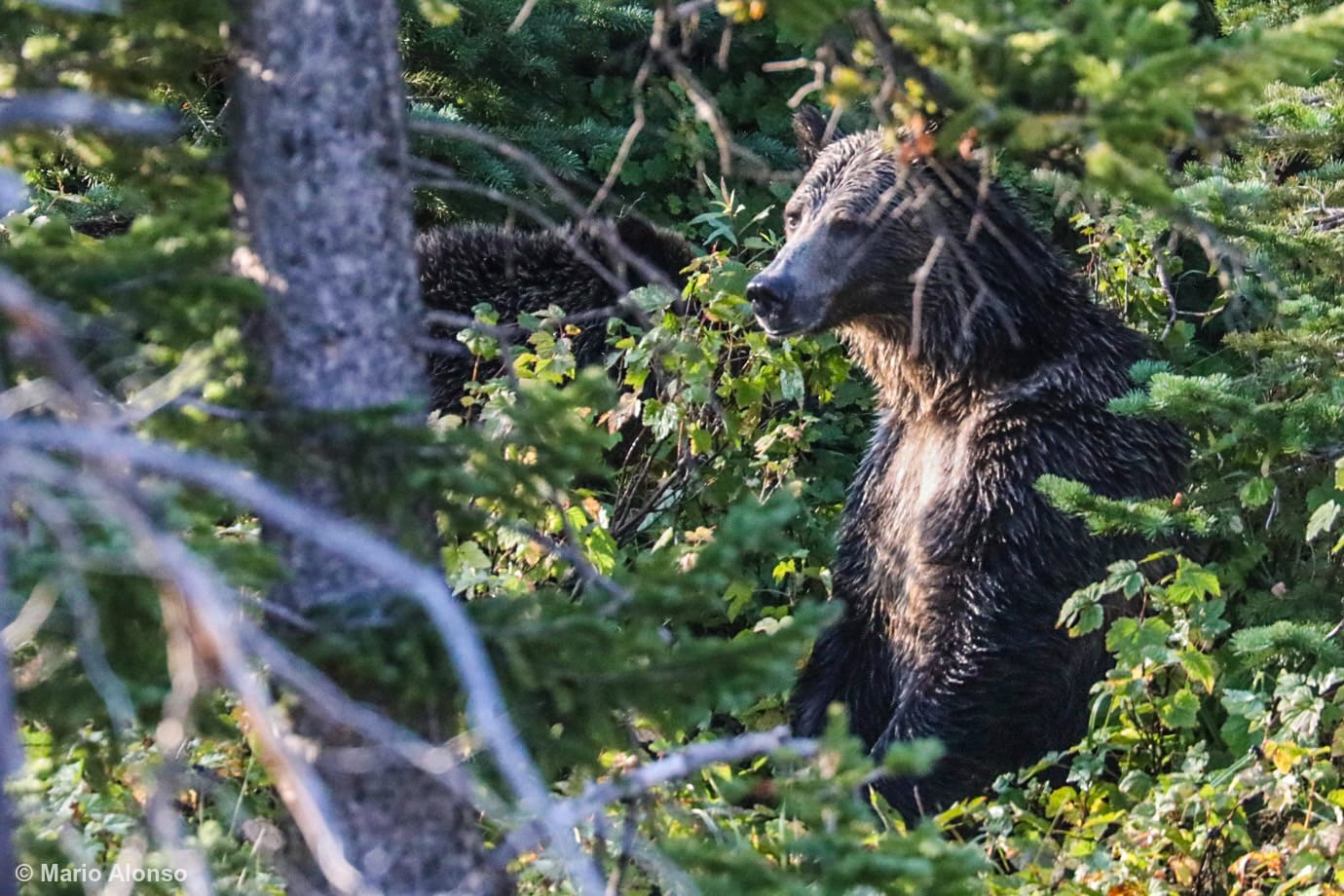 Grizzly Sow Standing Tall