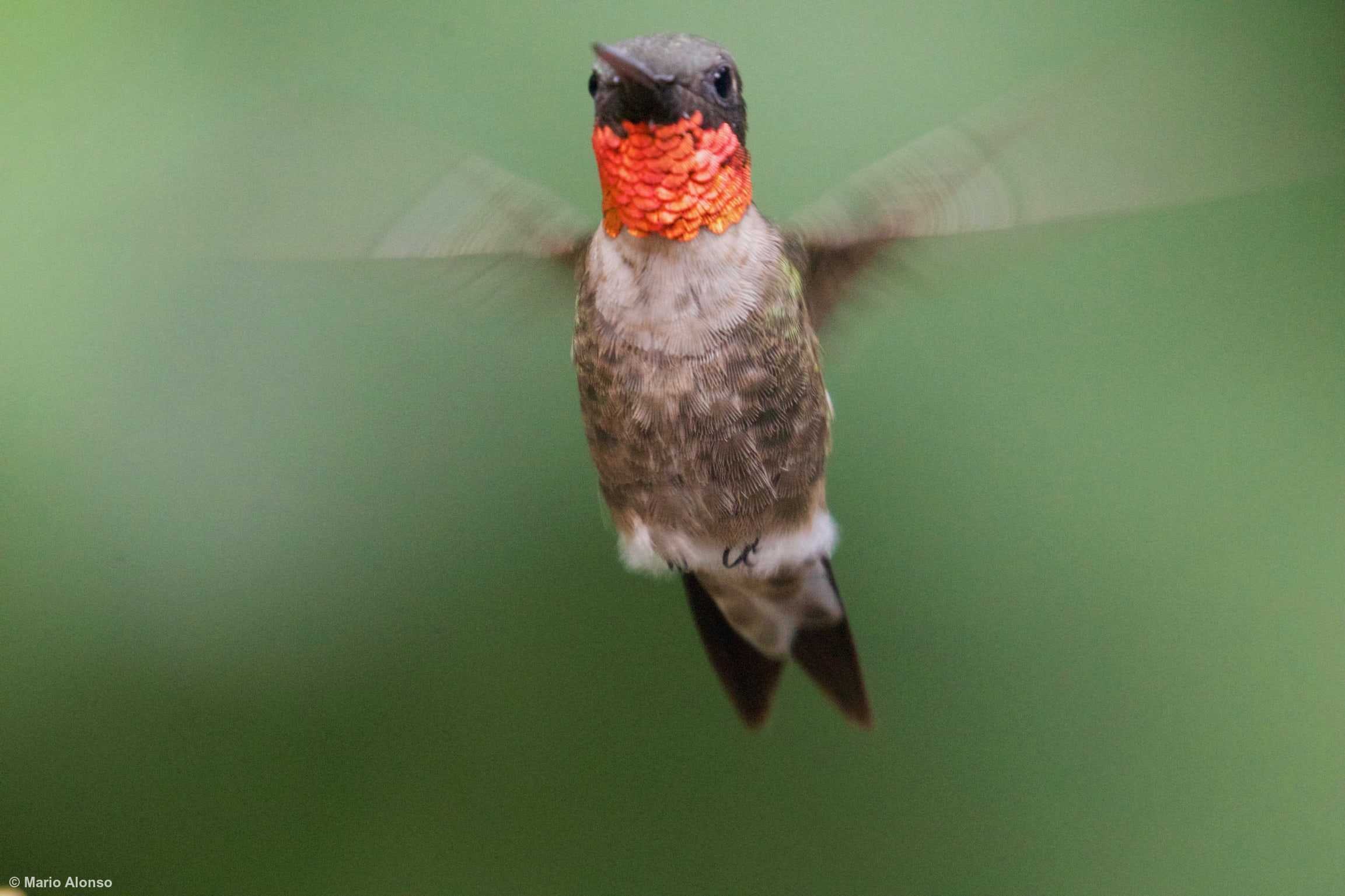 Male Ruby-throated Hummingbird