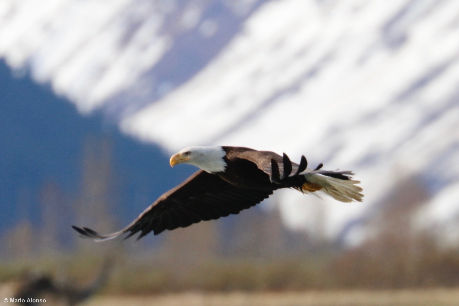 Bald Eagle Over Snowy Peaks