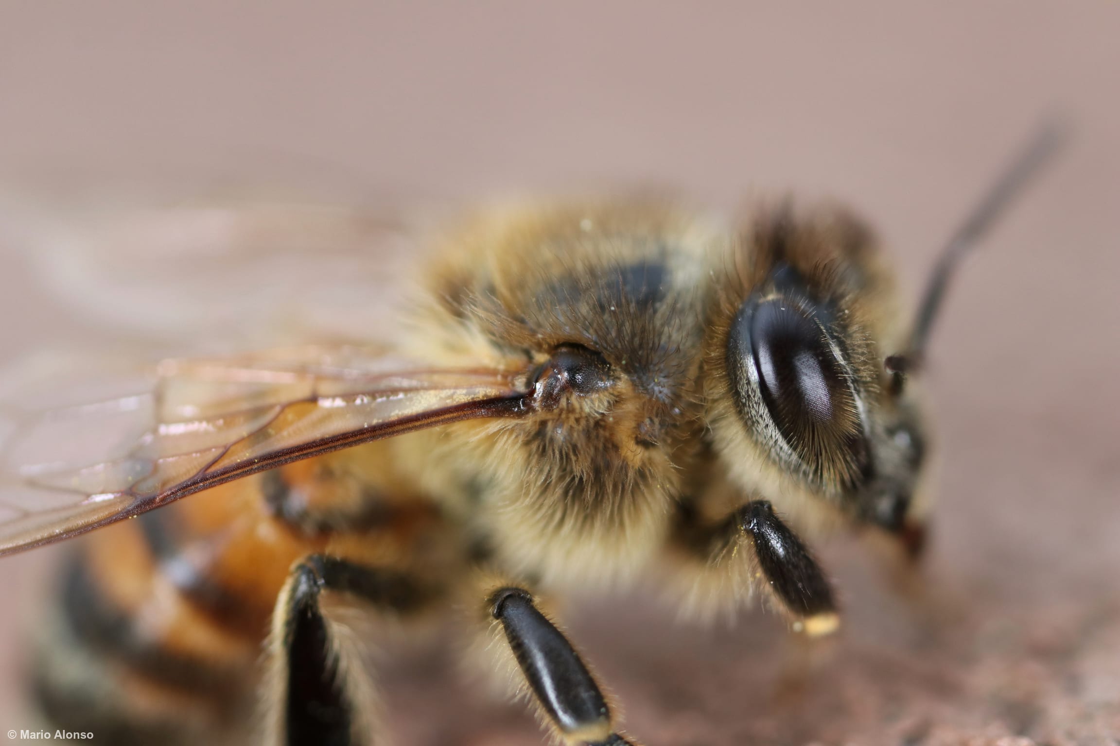 Honey Bee Compound Eye Detail