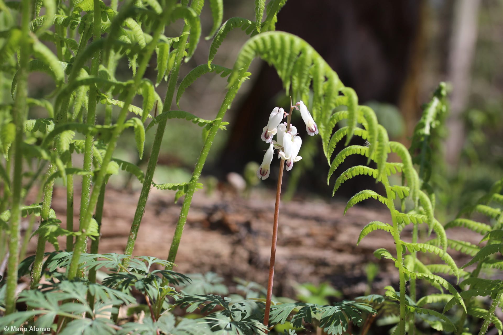 Dutchman's Breeches and Ferns