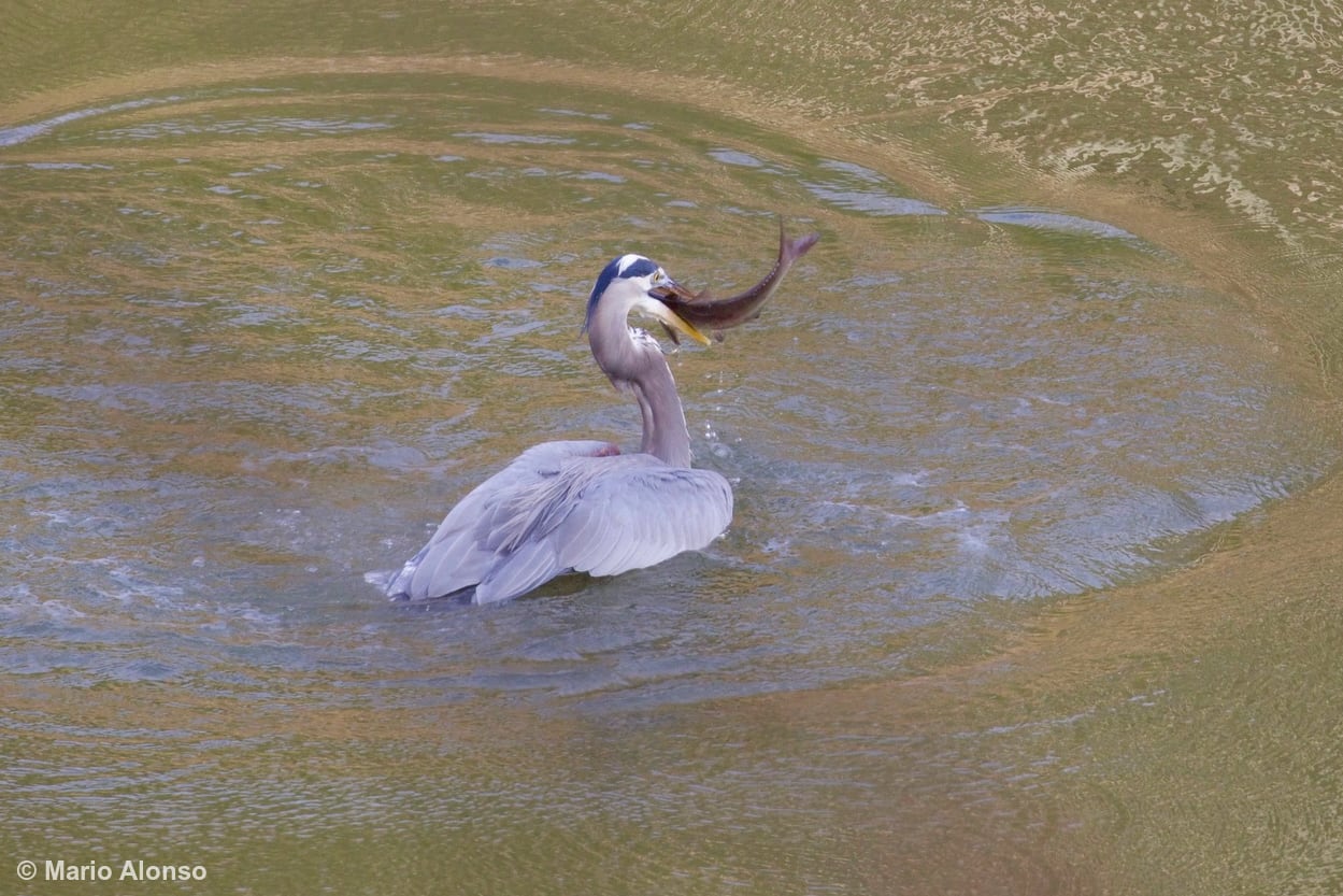 Great Blue Heron's Catch