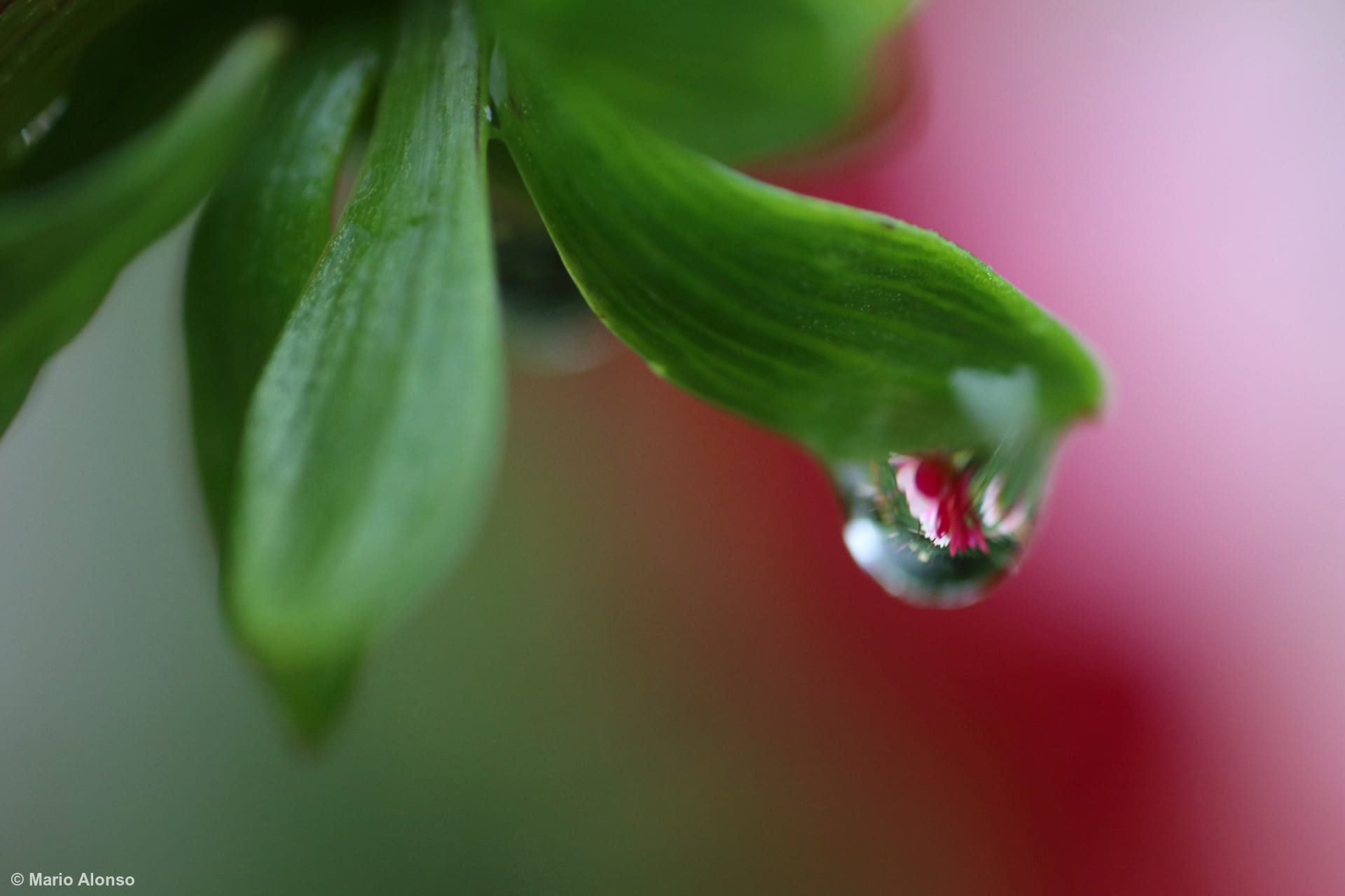Dewdrop Lens Effect