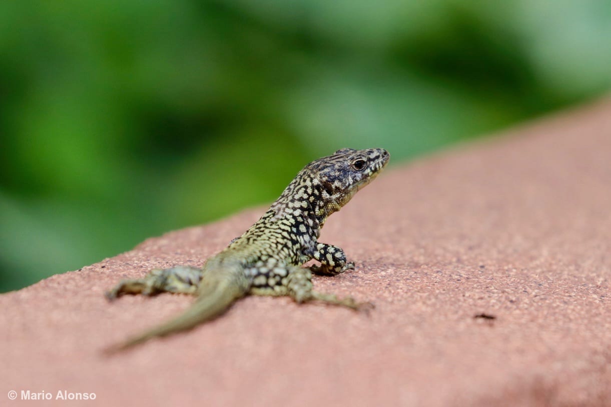 Eastern Fence Lizard Basking