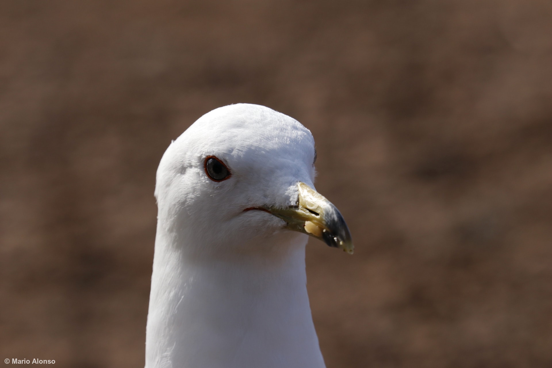 Pensive Ring-billed Gull