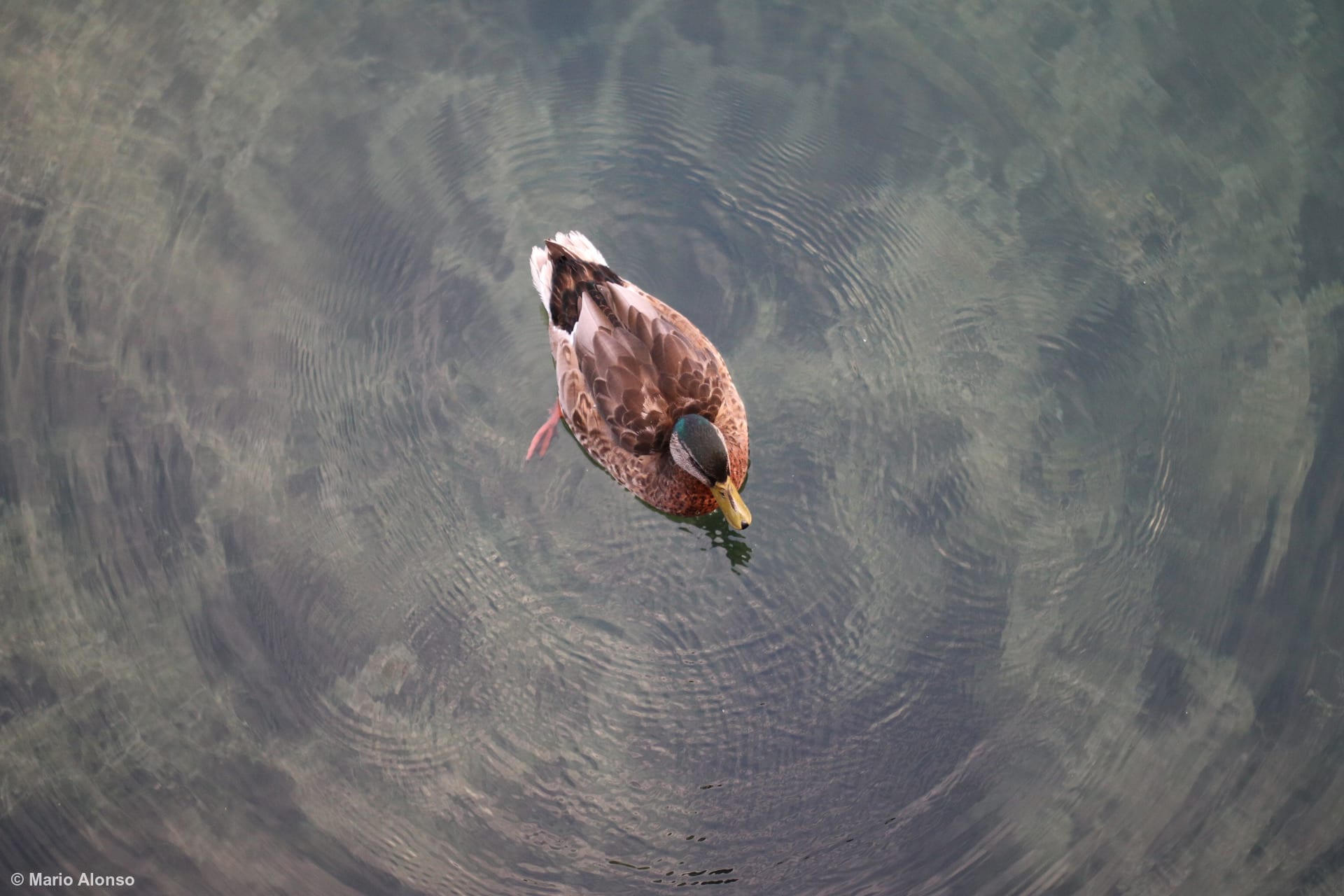 Mallard Creating Ripples