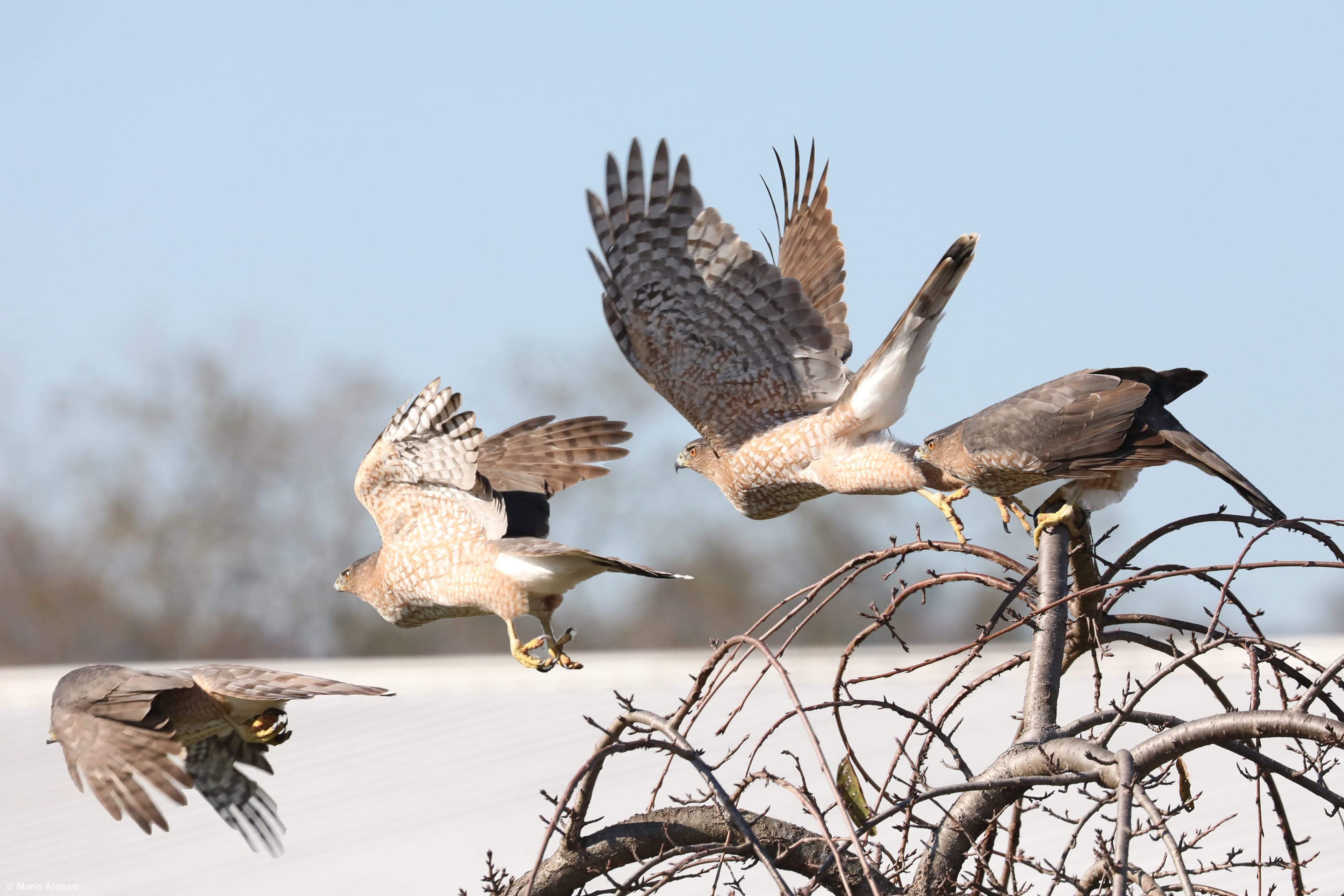 Cooper's Hawk Takeoff Sequence
