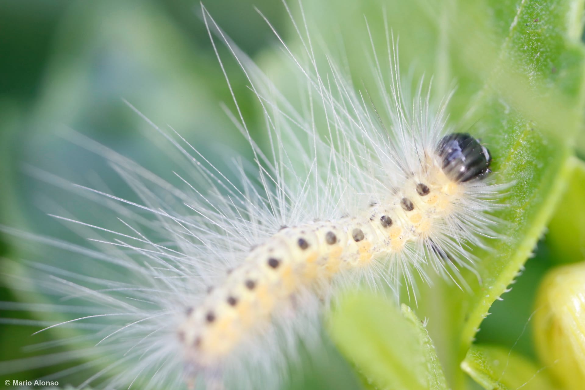 Woolly Caterpillar Close-up