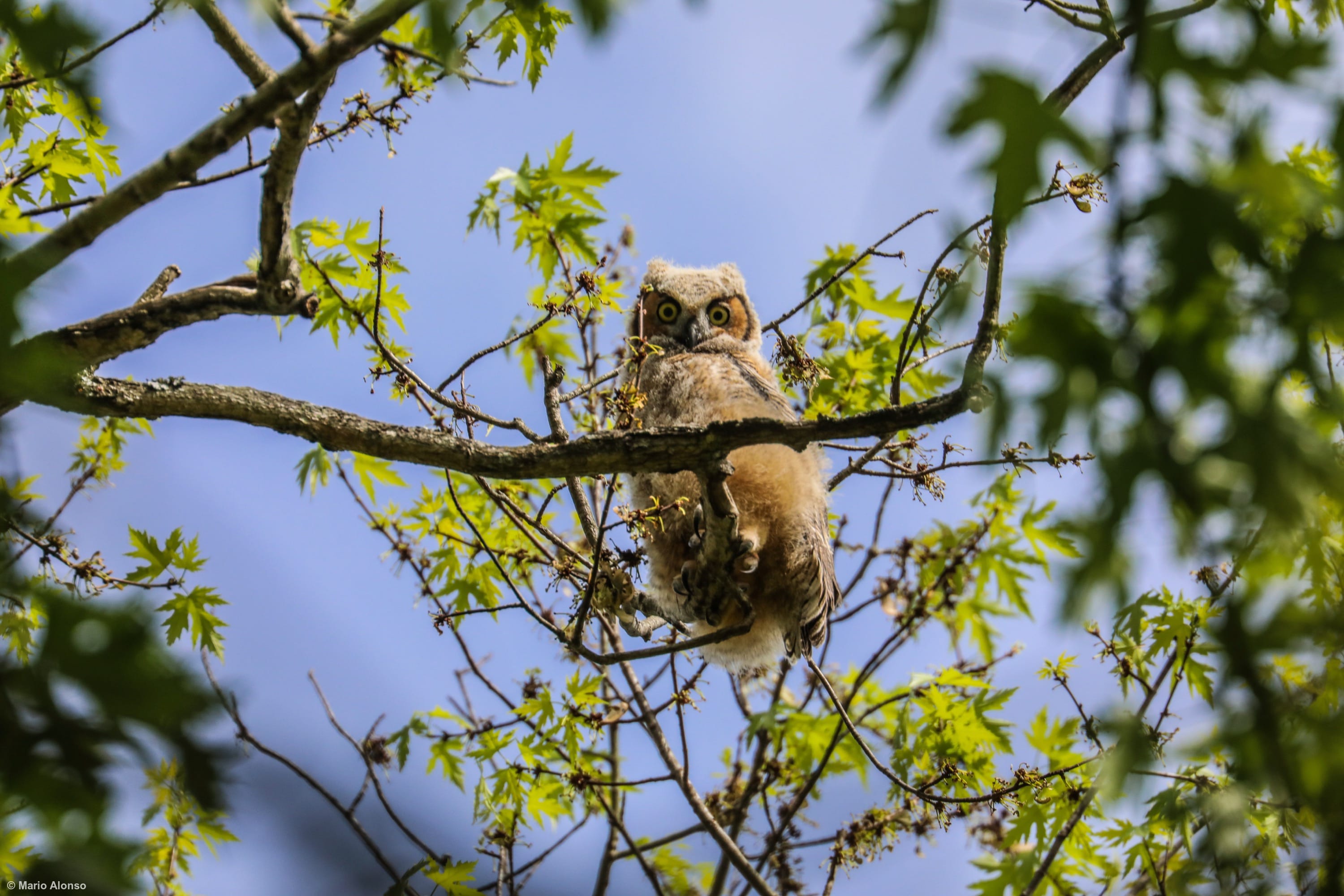 Curious Great Horned Owlet