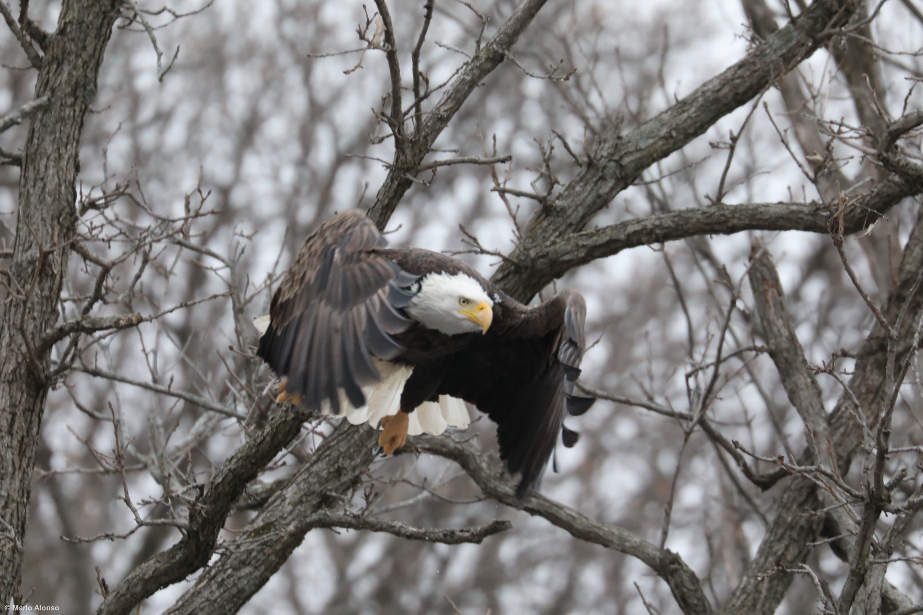 Bald Eagle Wings Forward